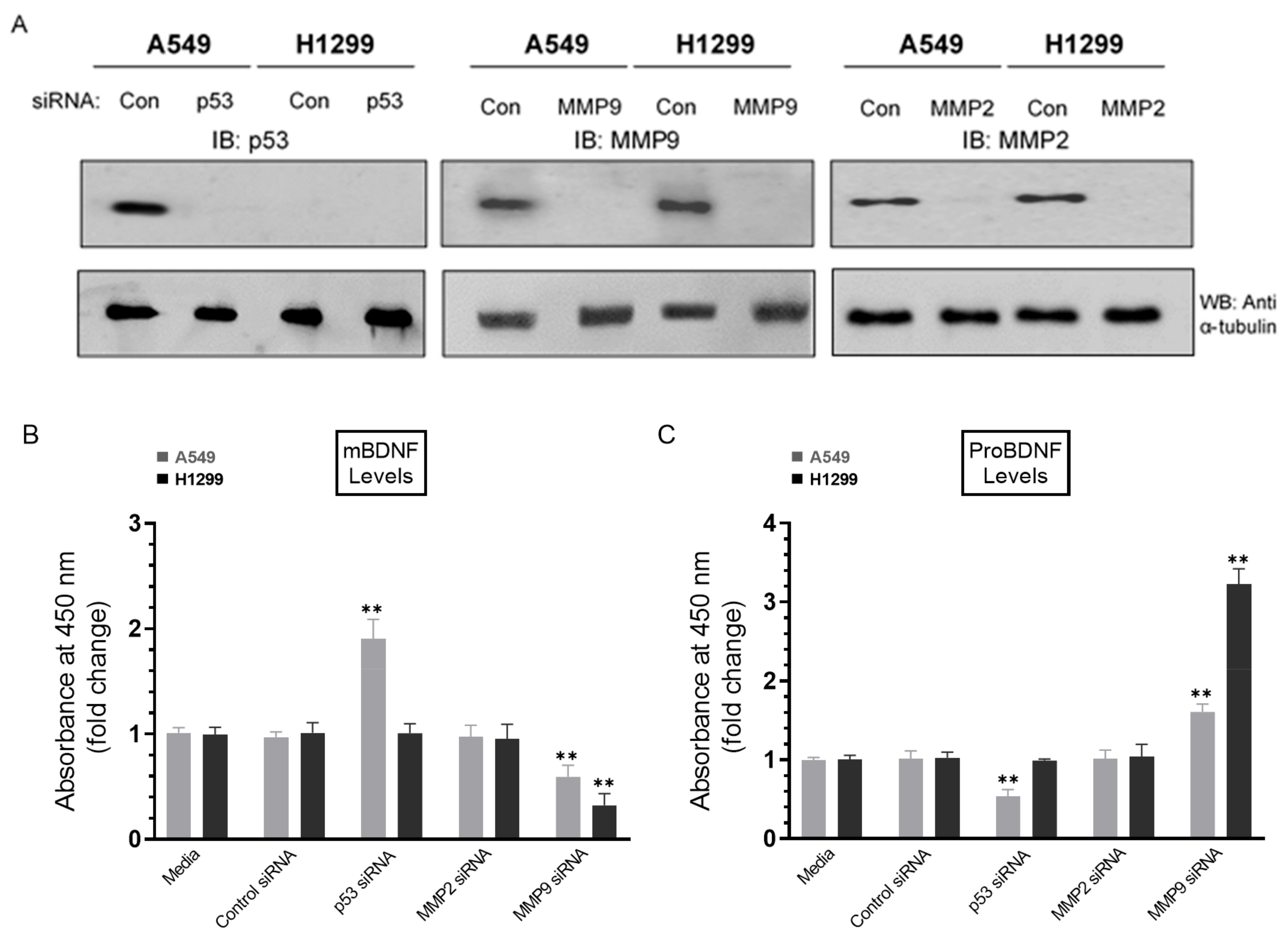 Ijms 22 07059 g006 550