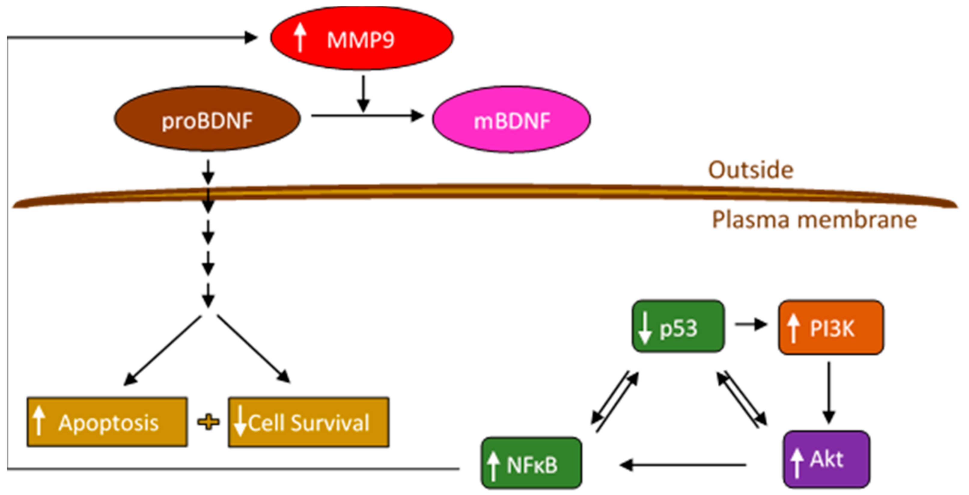 Ijms 22 07059 g009 550