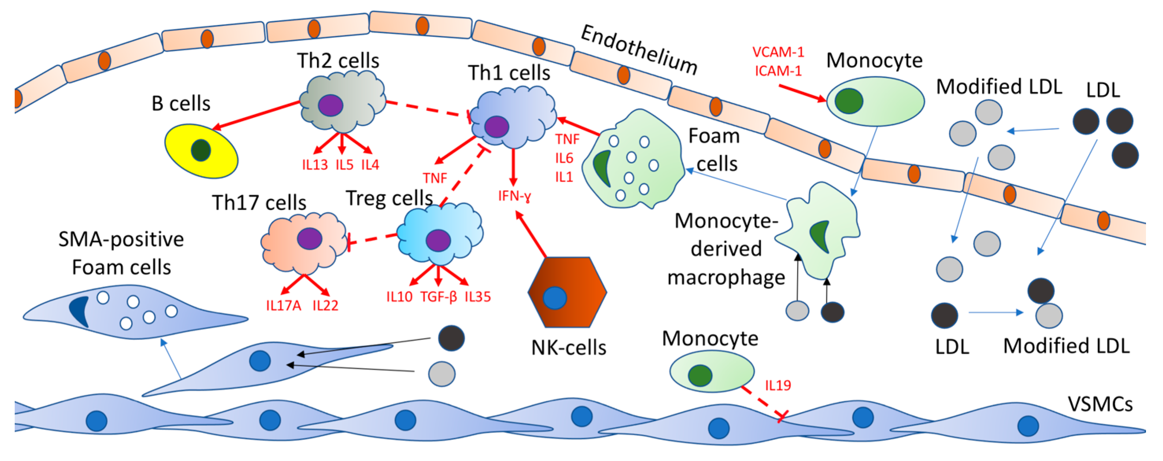 Ijms 22 07061 g001 550
