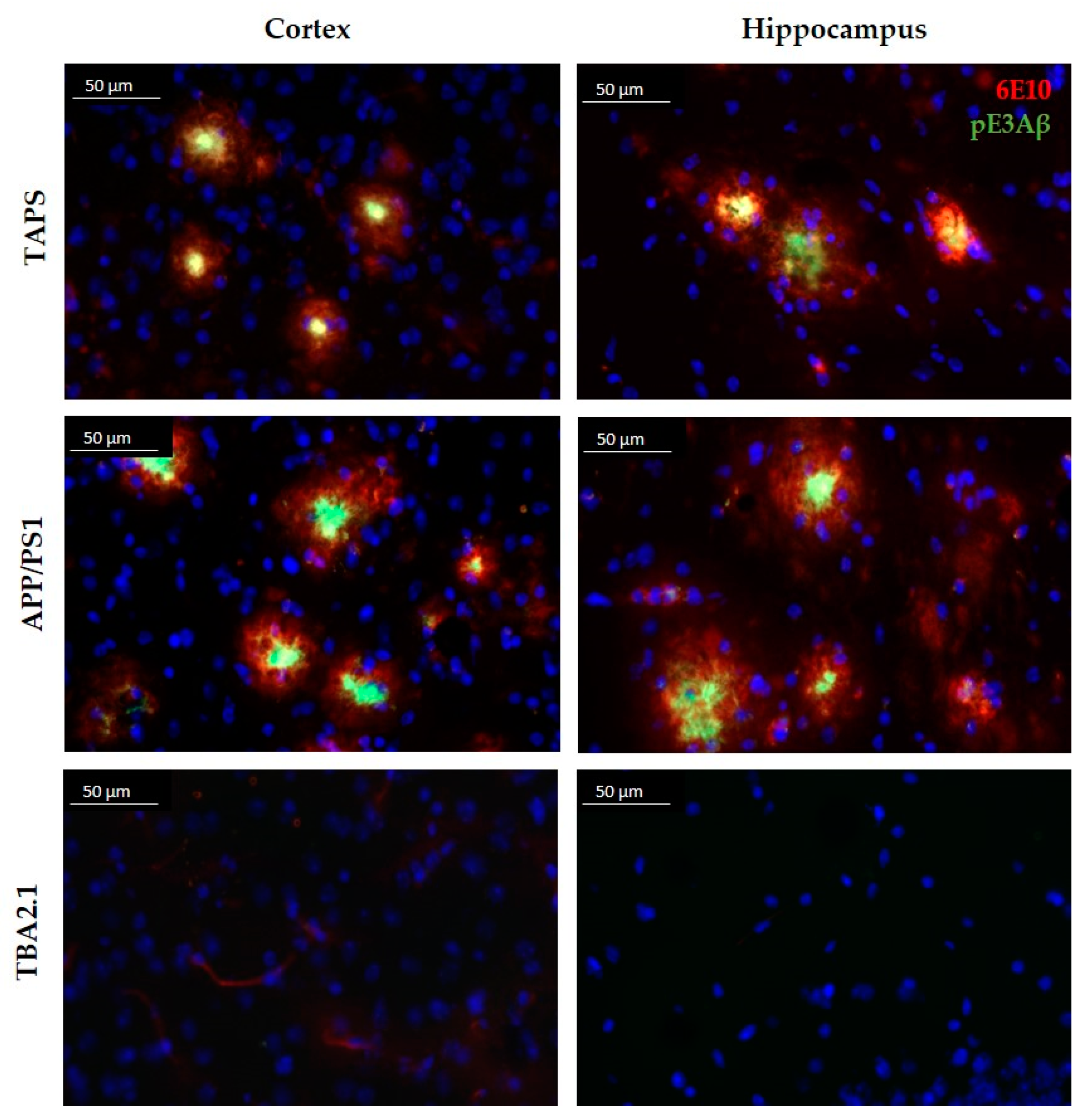 Ijms 22 07062 g001 Ijms 22 07062 g001