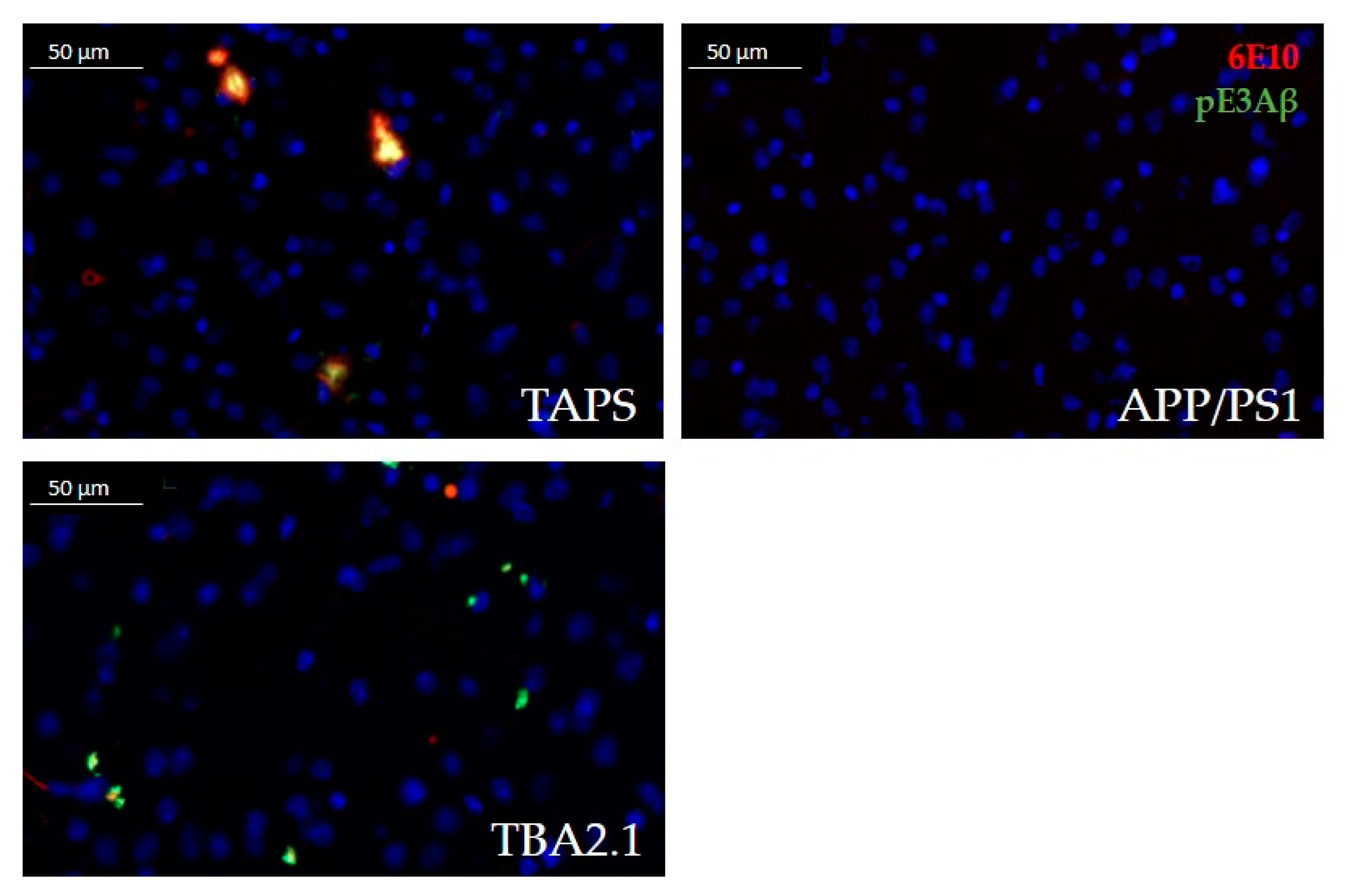 Ijms 22 07062 g002 Ijms 22 07062 g002