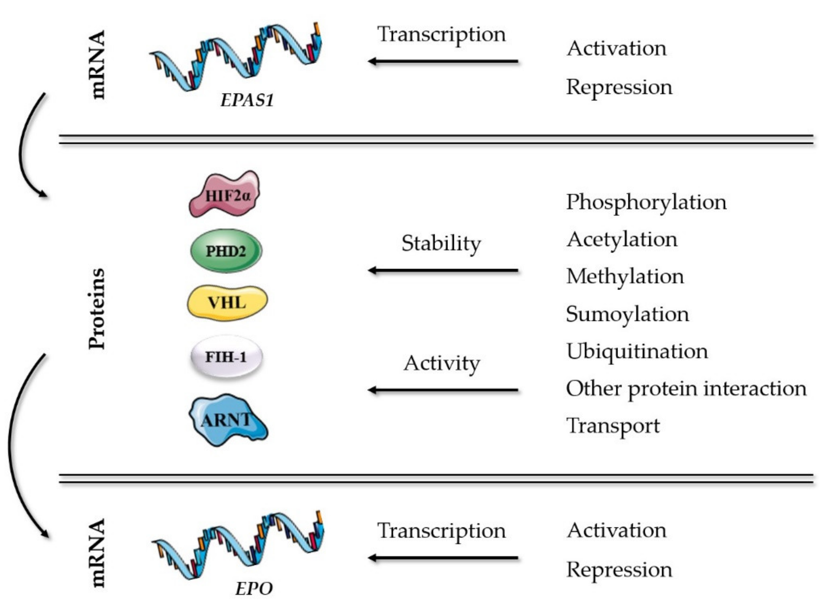 Ijms 22 07074 g001 Ijms 22 07074 g001
