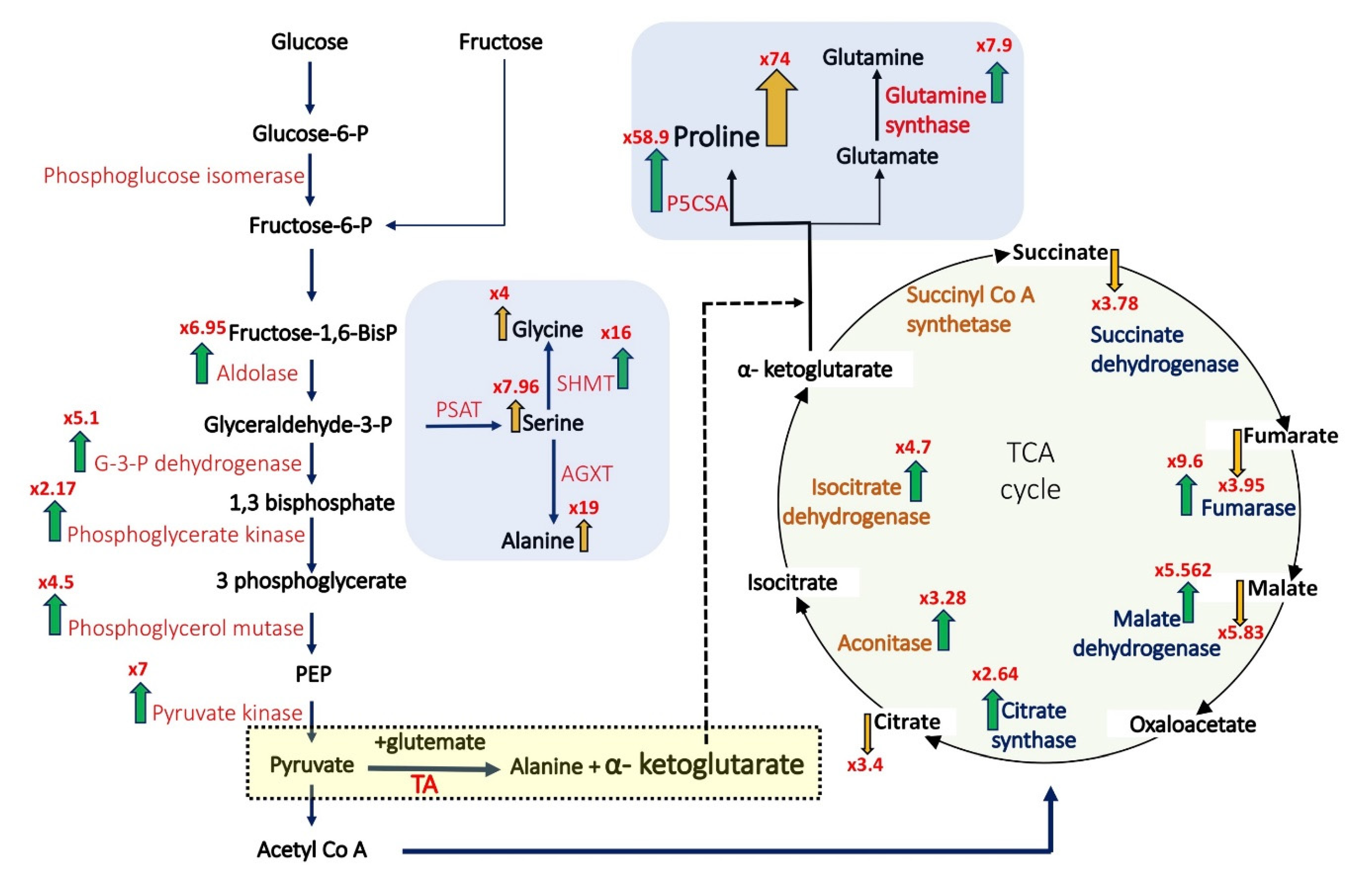Ijms 22 07076 g004 550