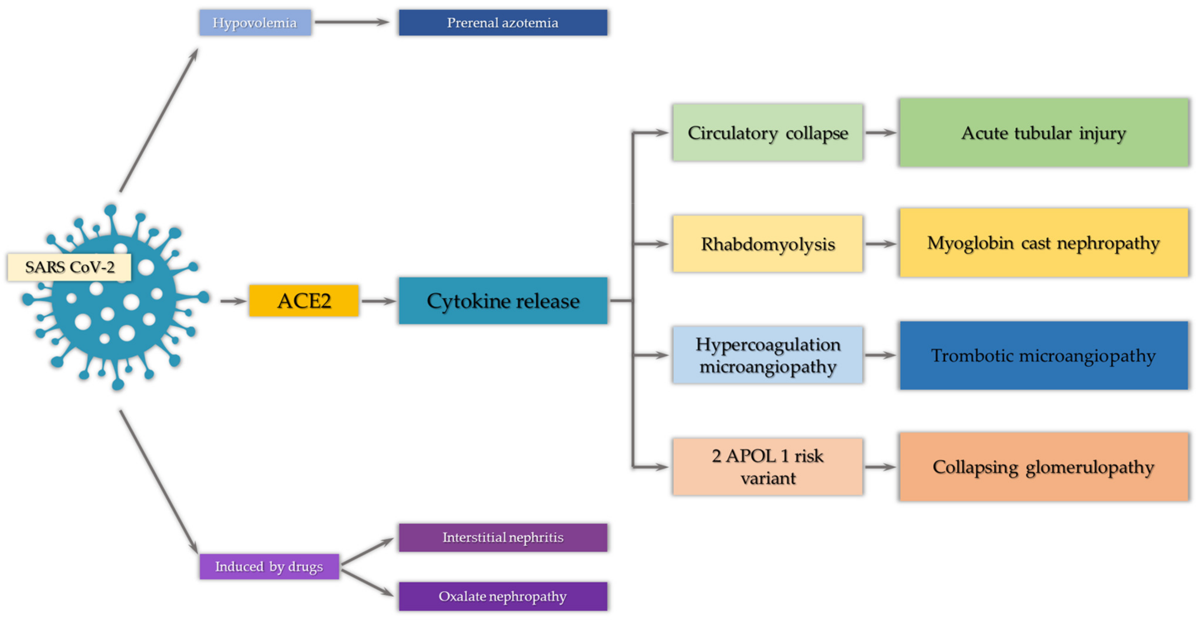 Ijms Free Full Text Pathophysiology And Clinical Manifestations Of Covid 19 Related Acute Kidney Injury The Current State Of Knowledge And Future Perspectives Html Ijms Free Full Text Pathophysiology And Clinical Manifestations Of Covid 19 Related Acute Kidney Injury The Current State Of Knowledge And Future Perspectives Html