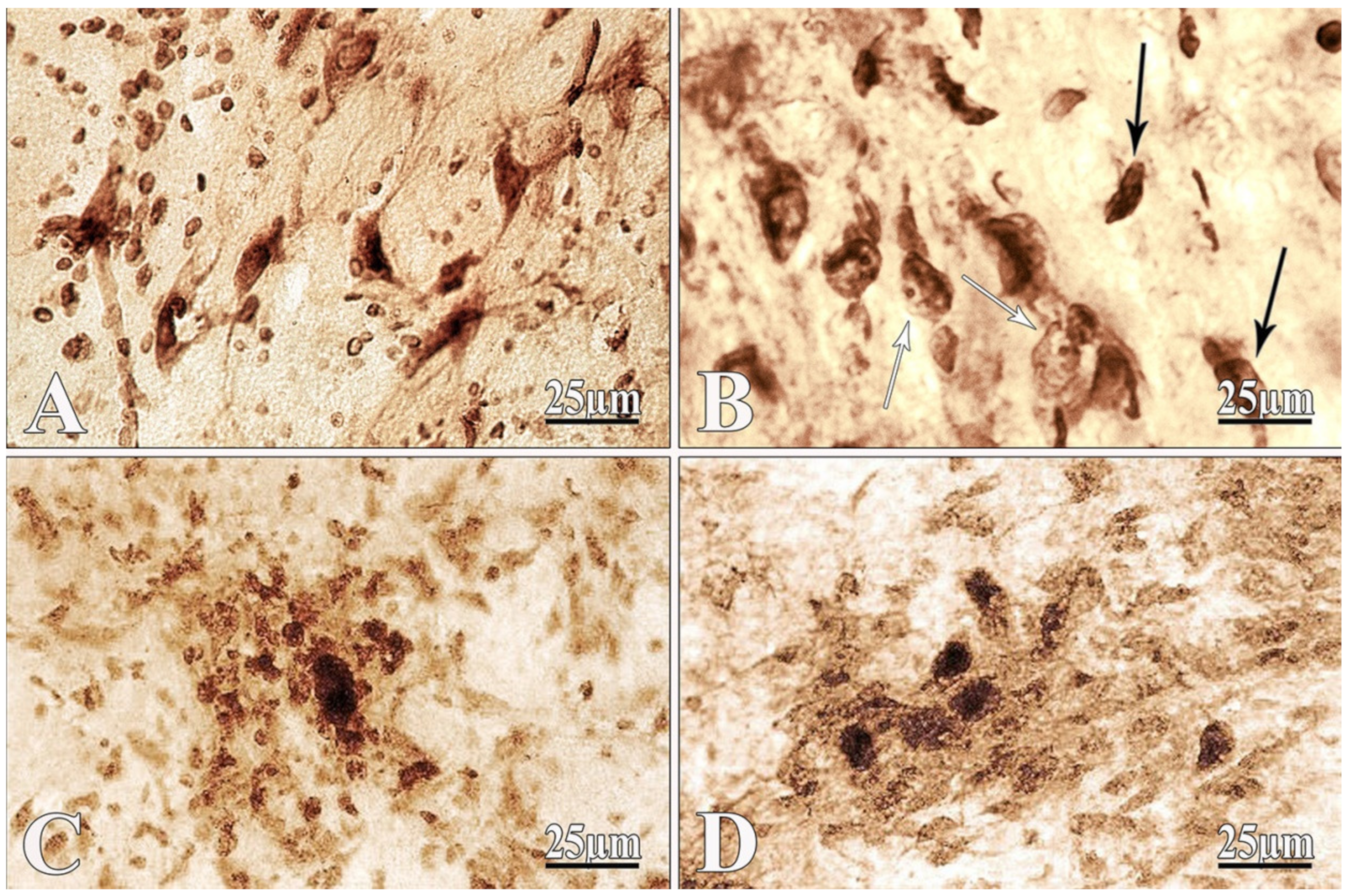 Ijms 22 07084 g004 550