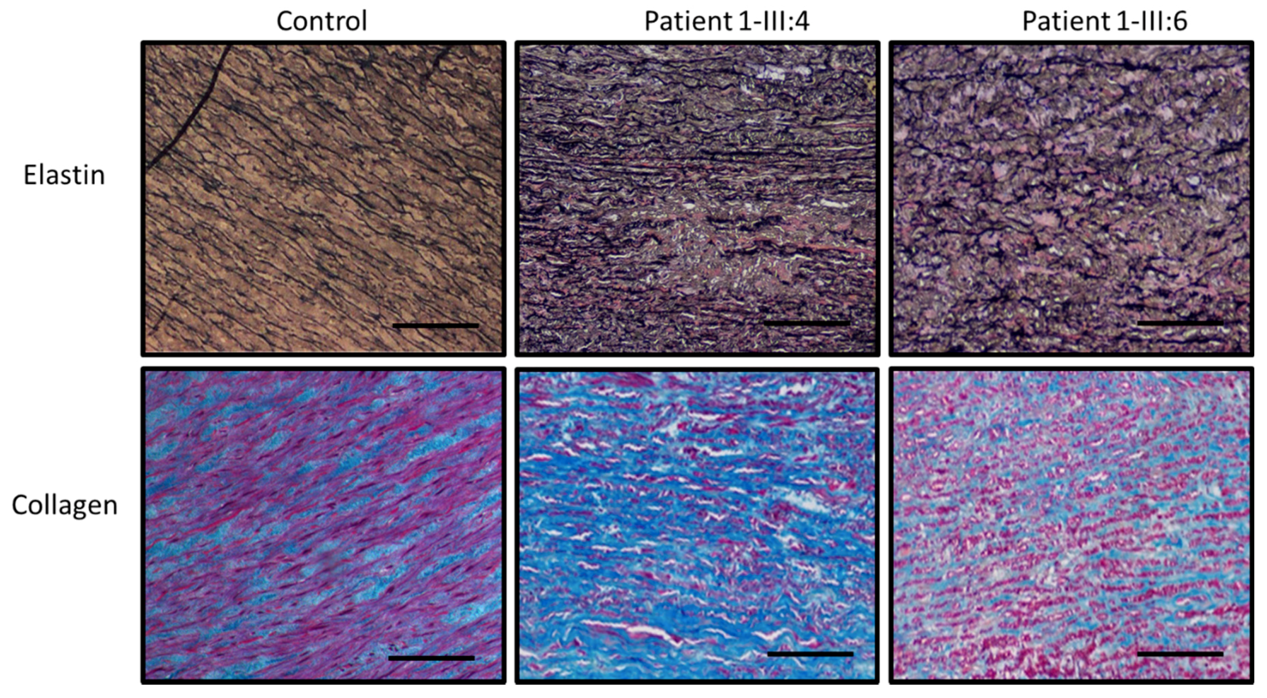 Ijms 22 07111 g003 550