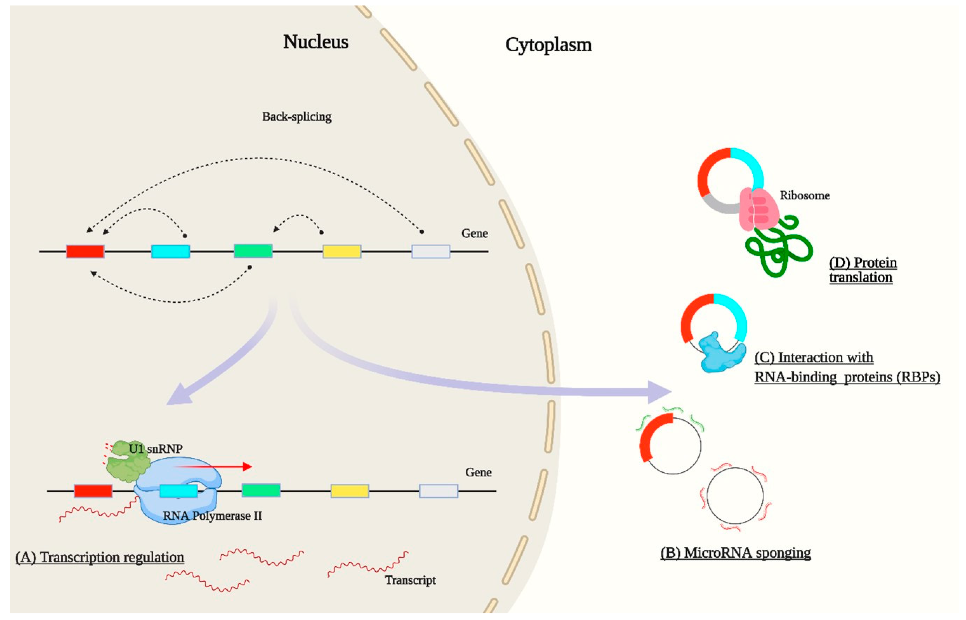 Ijms 22 07119 g002 550