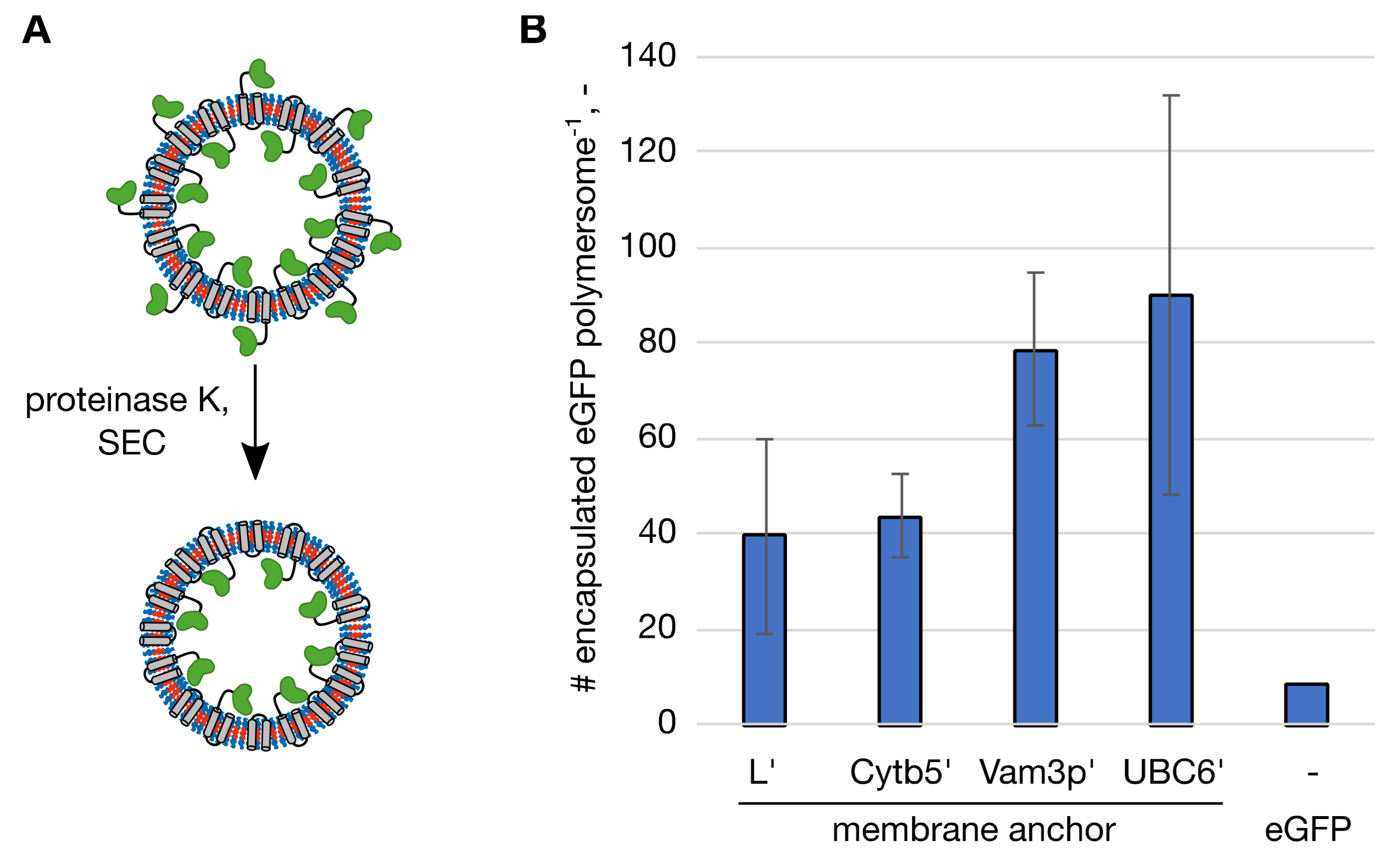 Increased Protein Encapsulation in Polymersomes with Hydrophobic ...