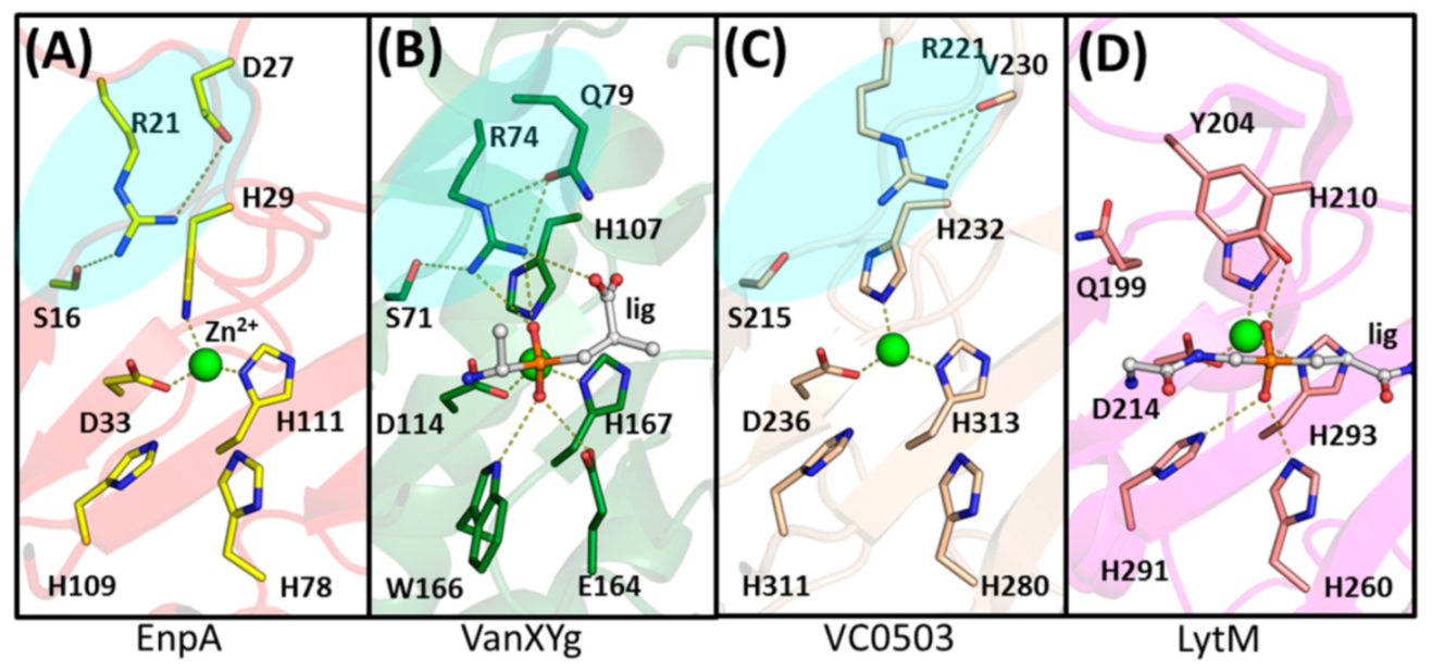 Ijms 22 07136 g008 Ijms 22 07136 g008