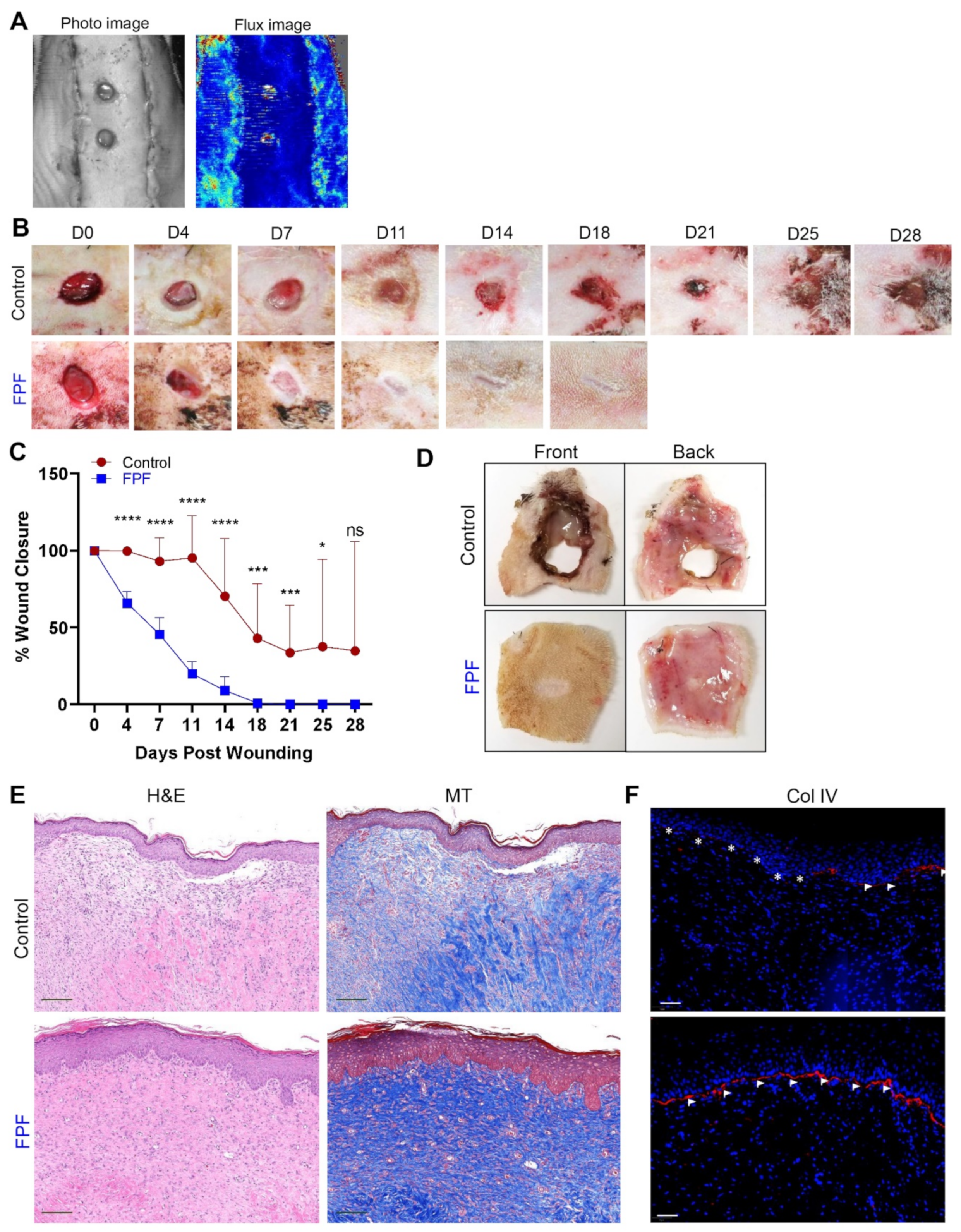Ijms 22 07151 g004 Ijms 22 07151 g004