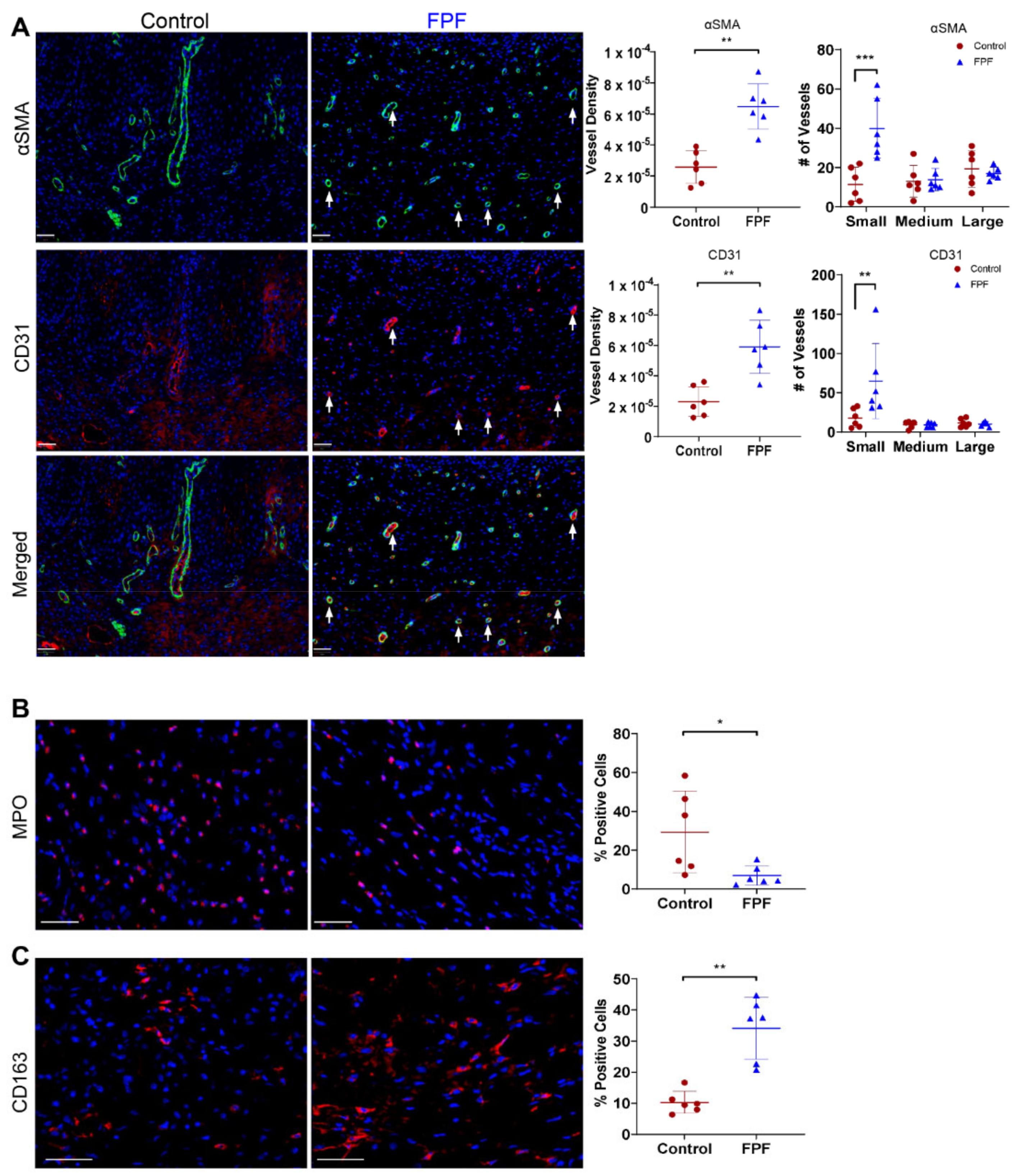 Ijms 22 07151 g005 Ijms 22 07151 g005
