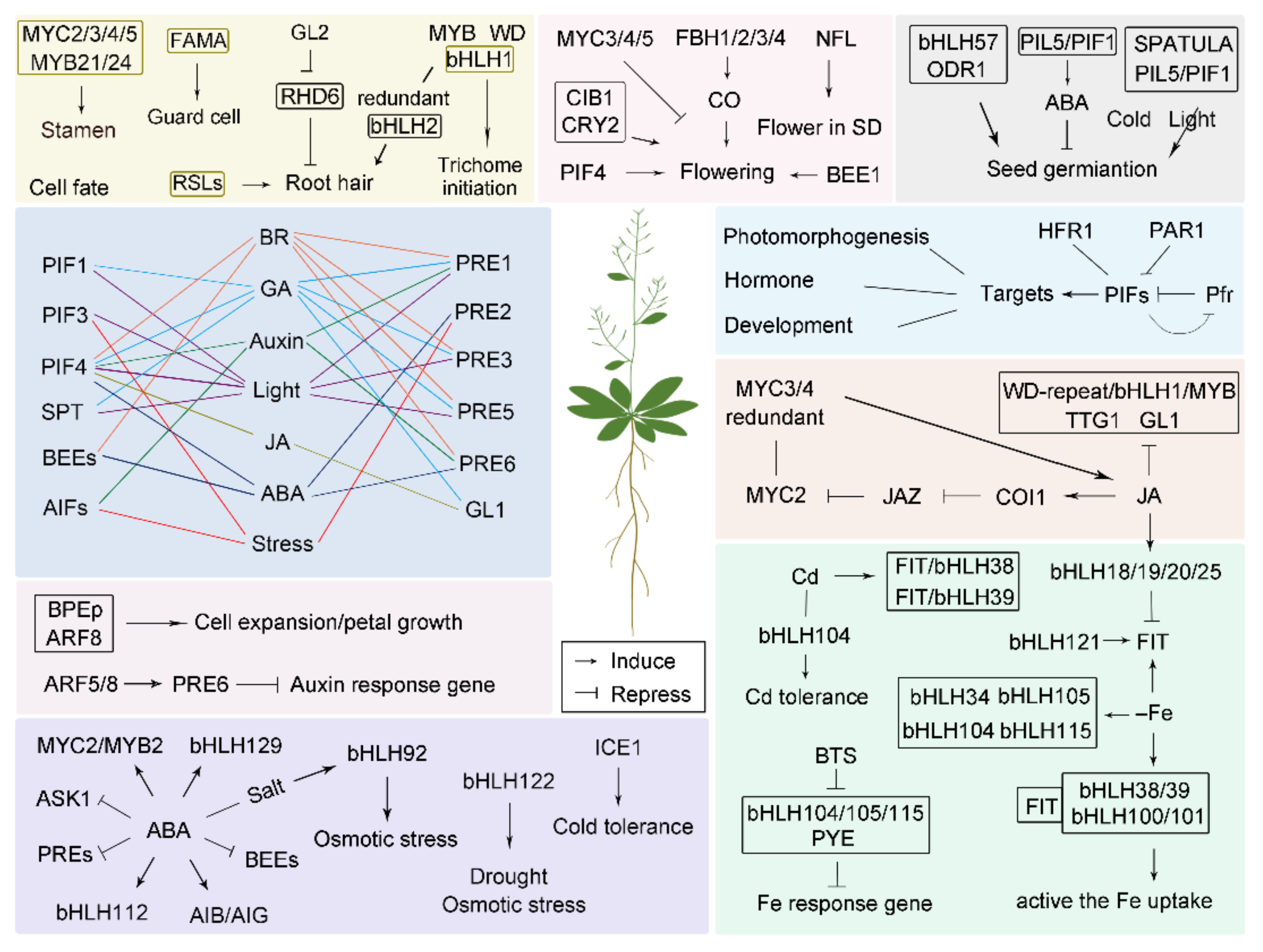 Ijms 22 07152 g001 550
