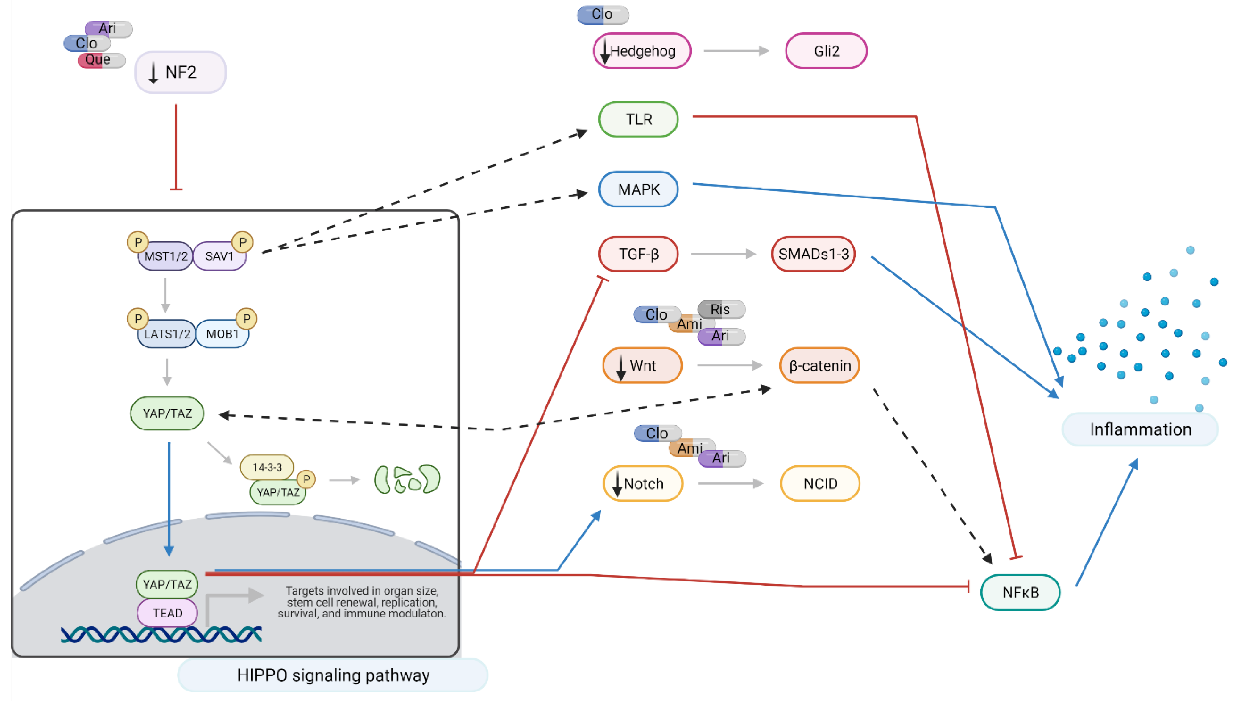 Ijms 22 07164 g006 550