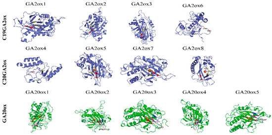 Gibberellin Oxidase Gene Family in L. chinense: Genome-Wide