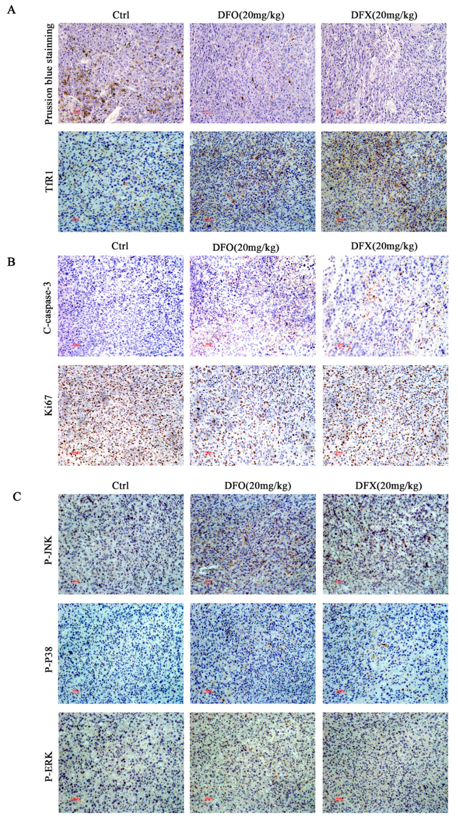 Ijms 22 07168 g008 Ijms 22 07168 g008