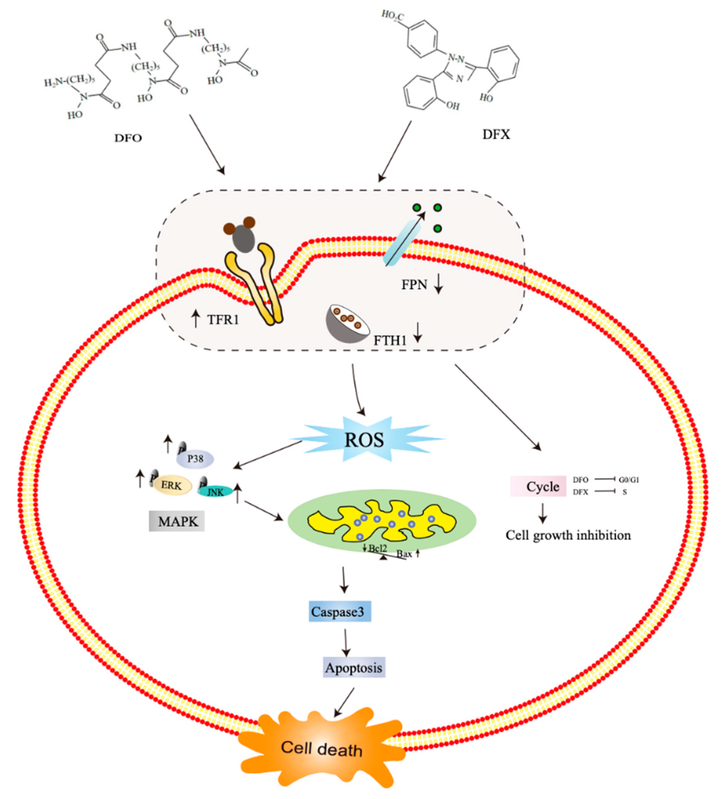Ijms 22 07168 g009 Ijms 22 07168 g009