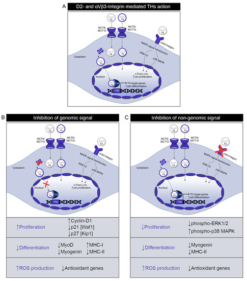 Selective Inhibition of Genomic and Non-Genomic Effects of Thyroid ...