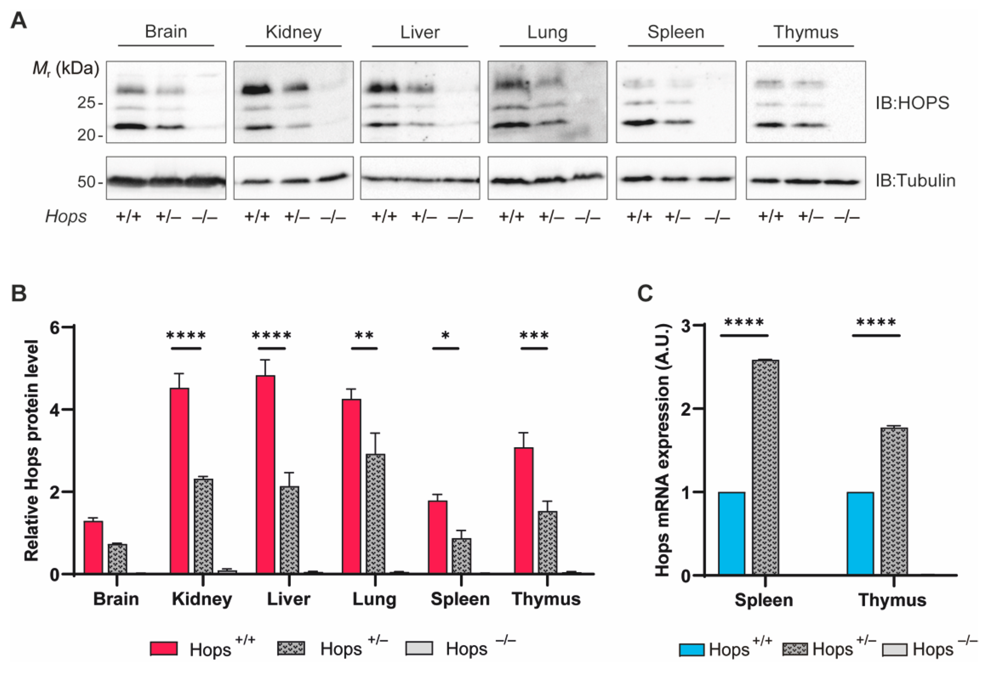 Ijms 22 07186 g001 Ijms 22 07186 g001