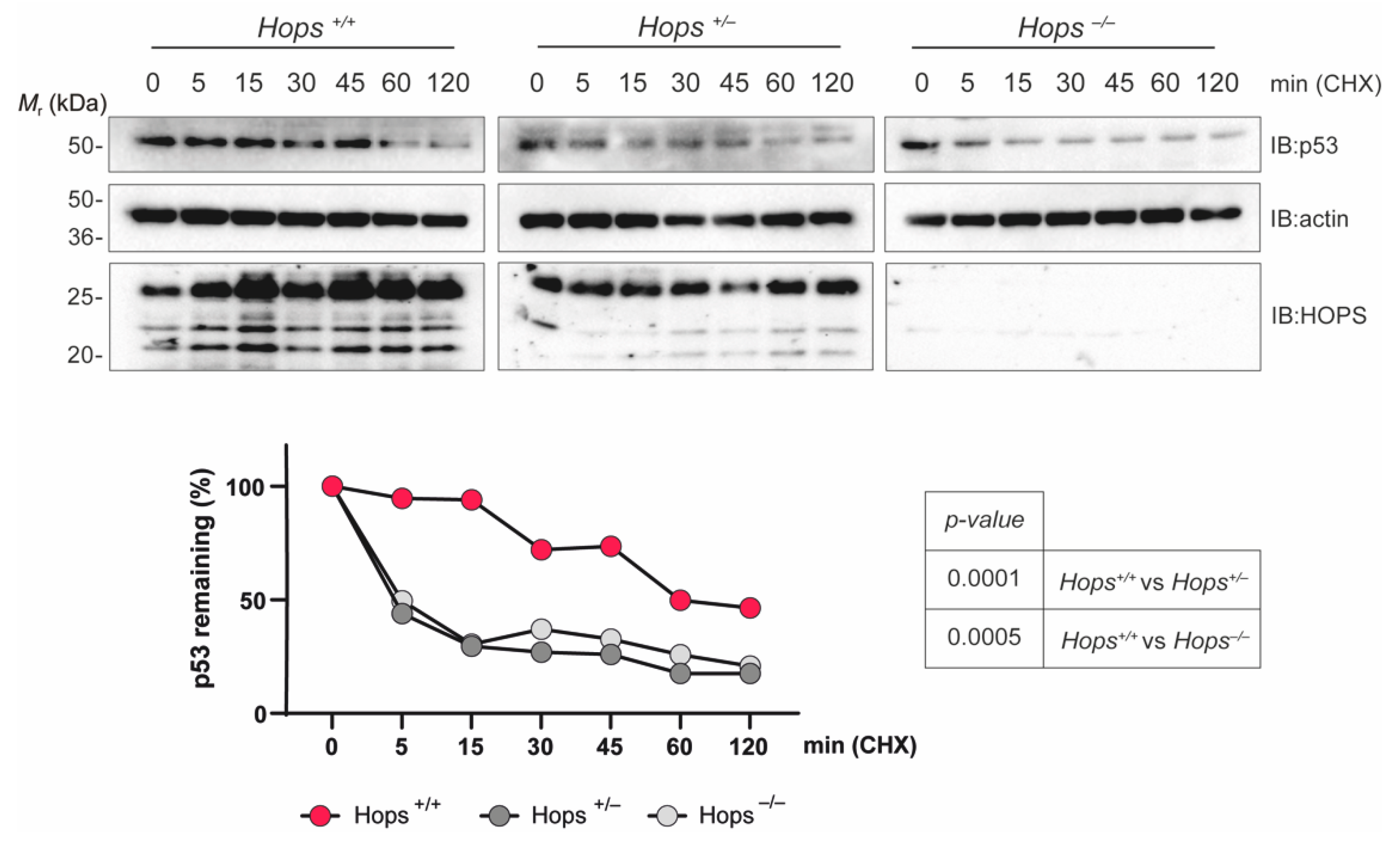 Ijms 22 07186 g004 Ijms 22 07186 g004