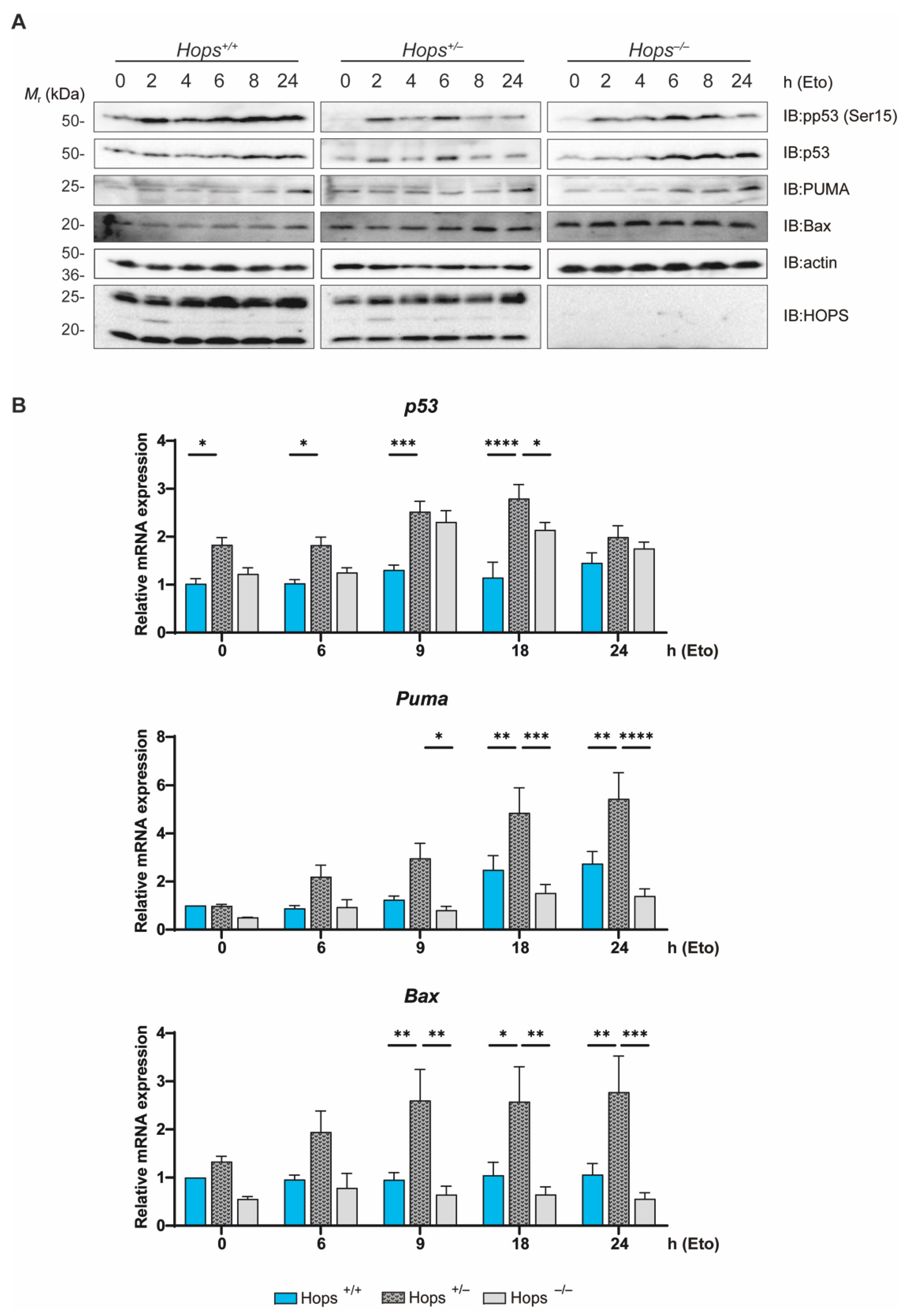 Ijms 22 07186 g005 Ijms 22 07186 g005