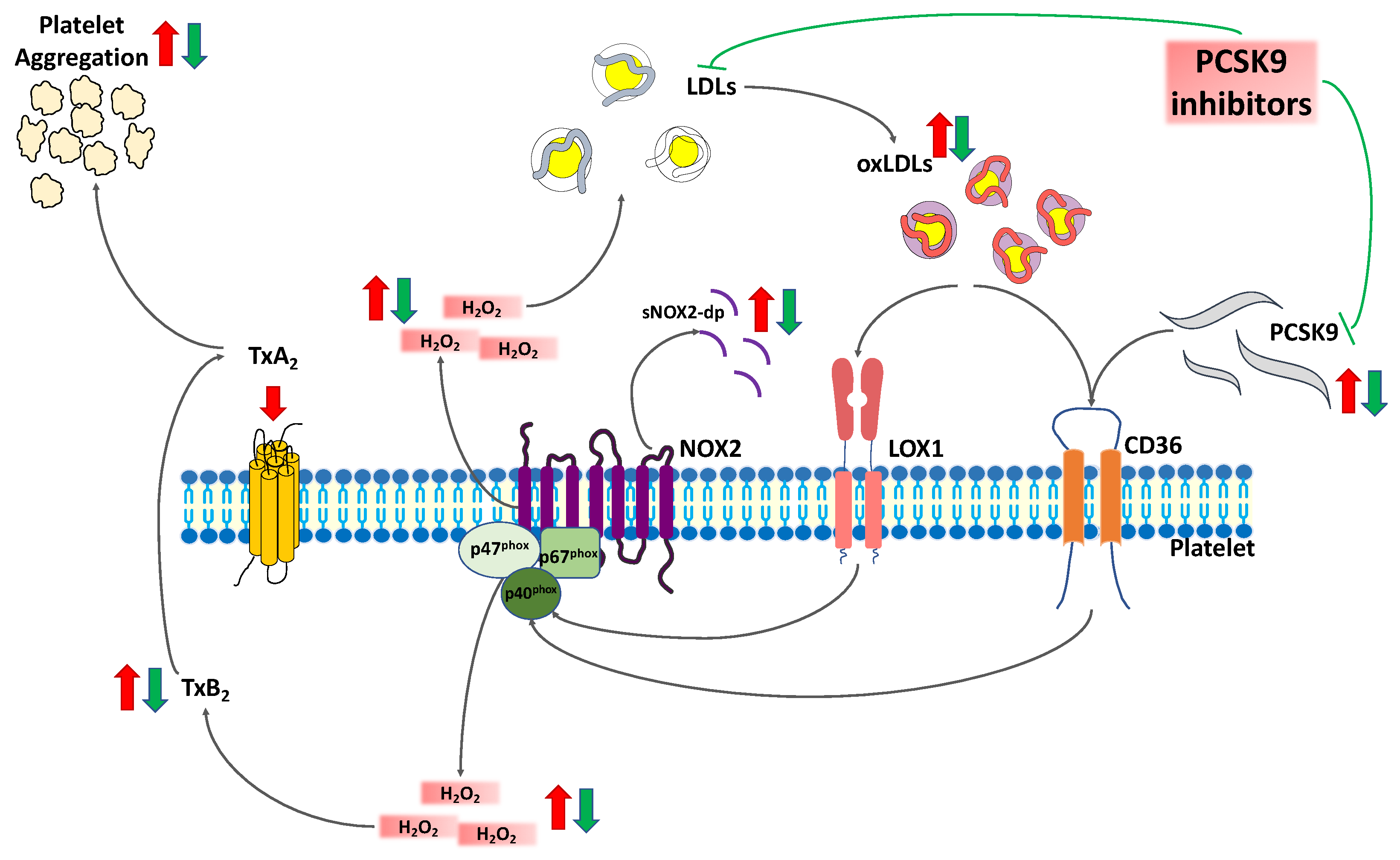 Ijms 22 07193 g004 550