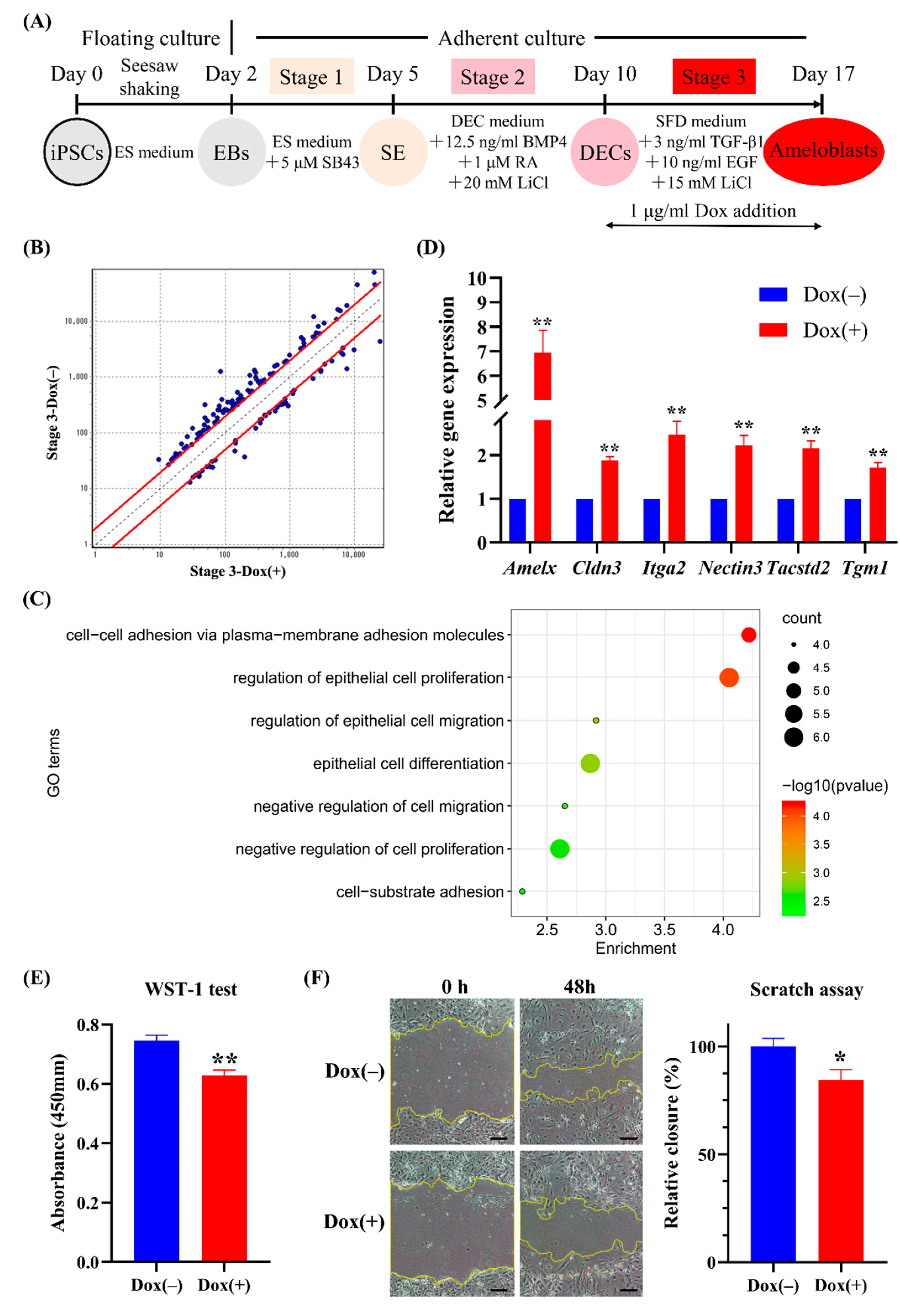 Ijms 22 07195 g006 Ijms 22 07195 g006