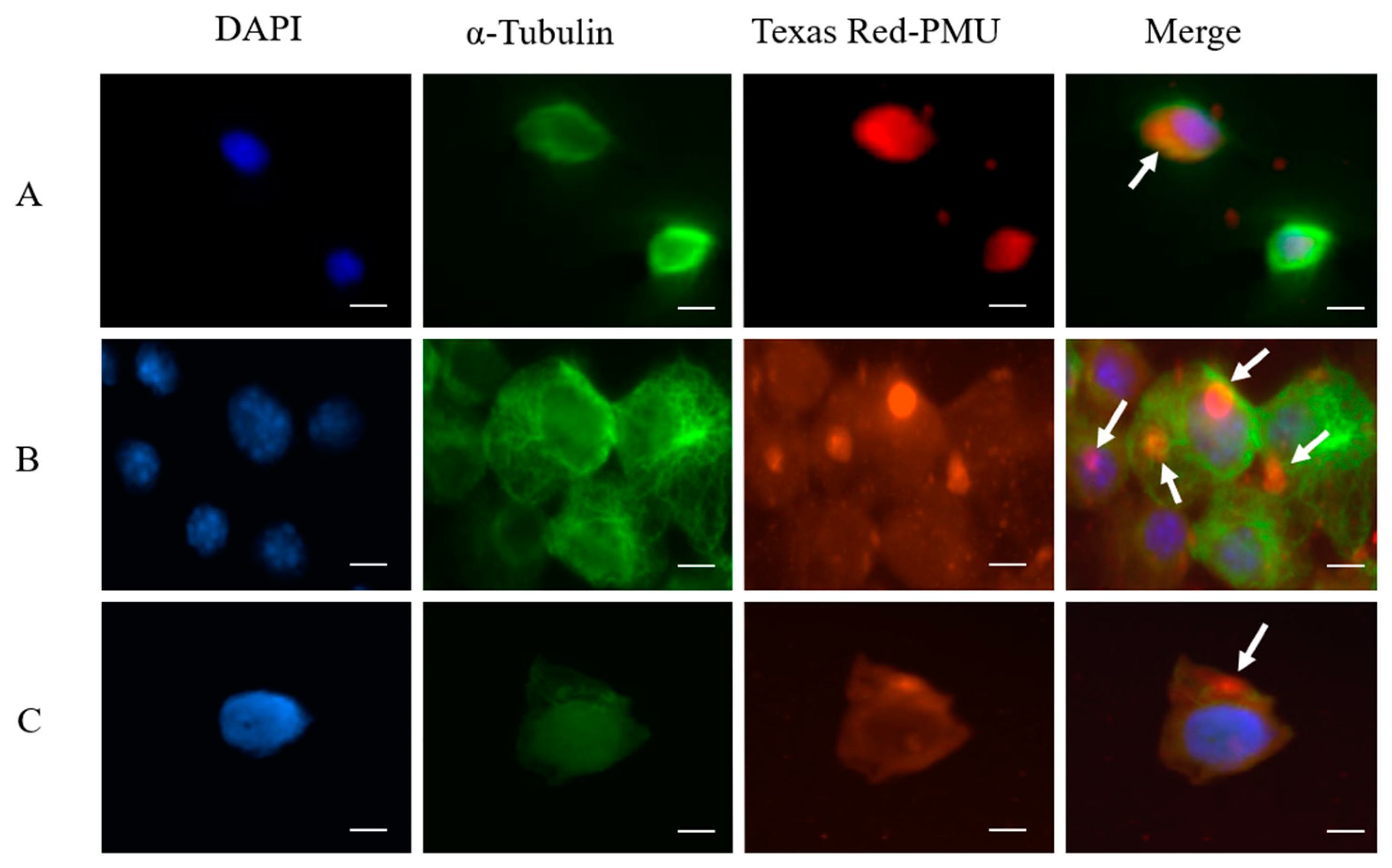 Ijms 22 07205 g006 550