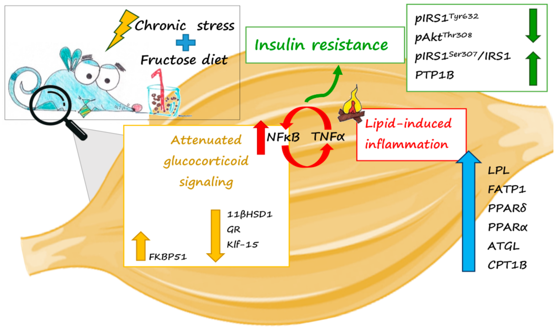 Ijms 22 07206 g008 550
