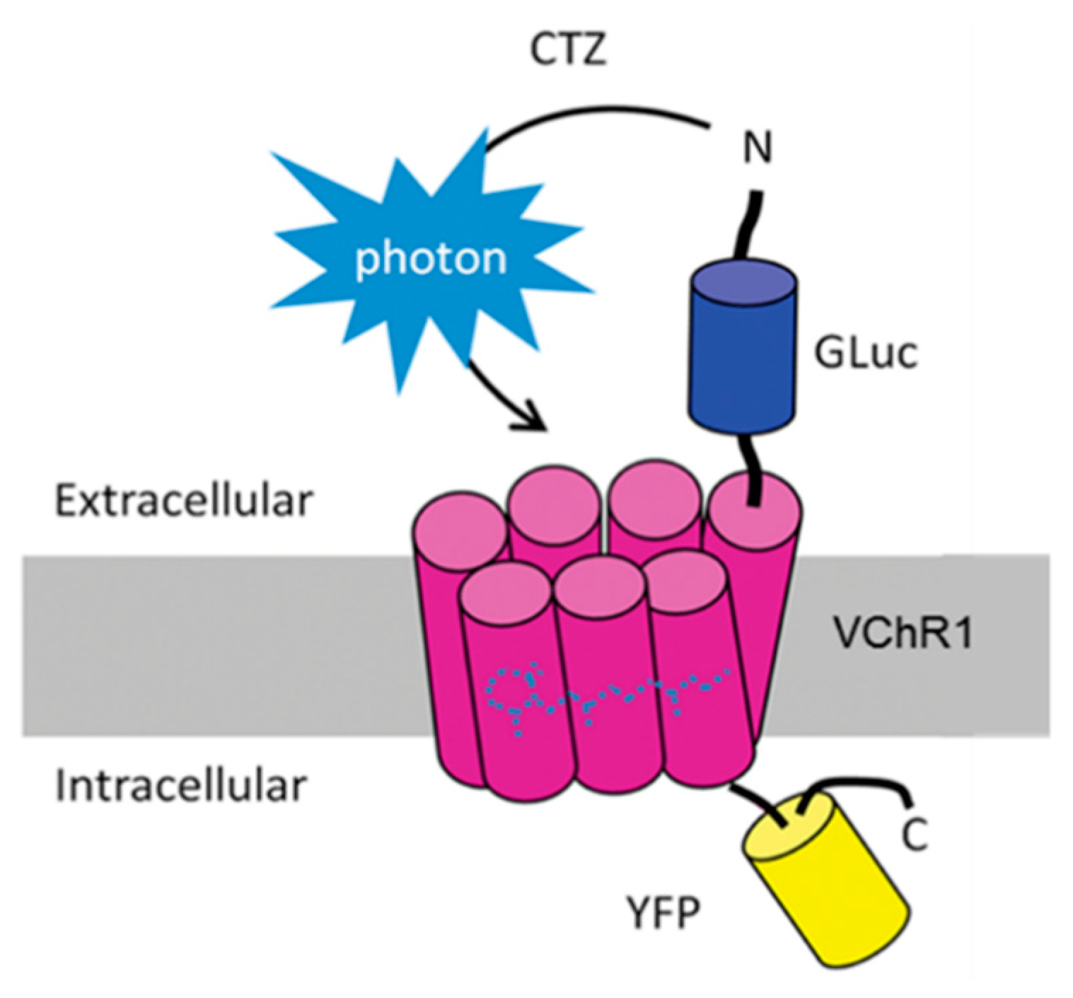 Ijms 22 07217 g001 550