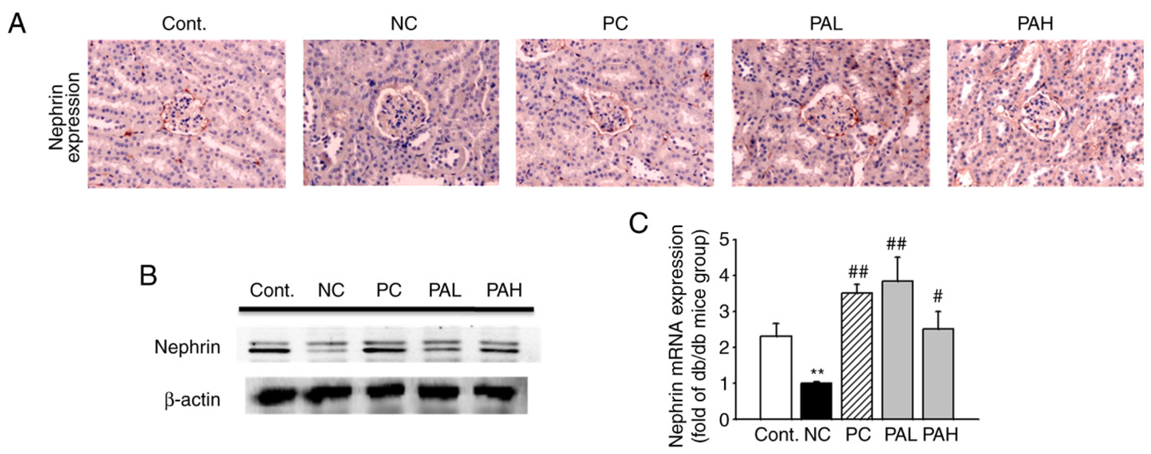 Ijms 22 07230 g005 550