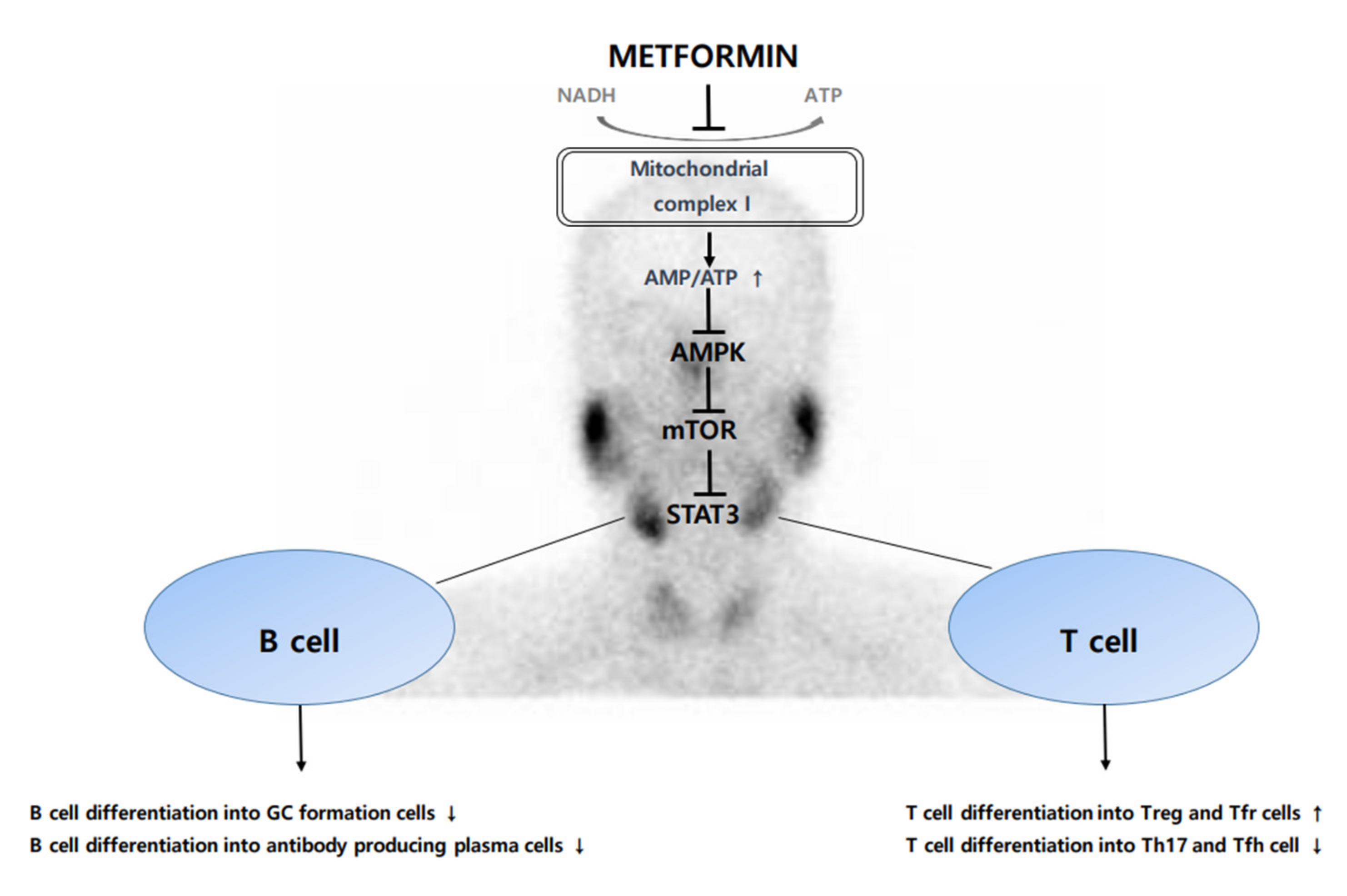 Ijms 22 07231 g001 550