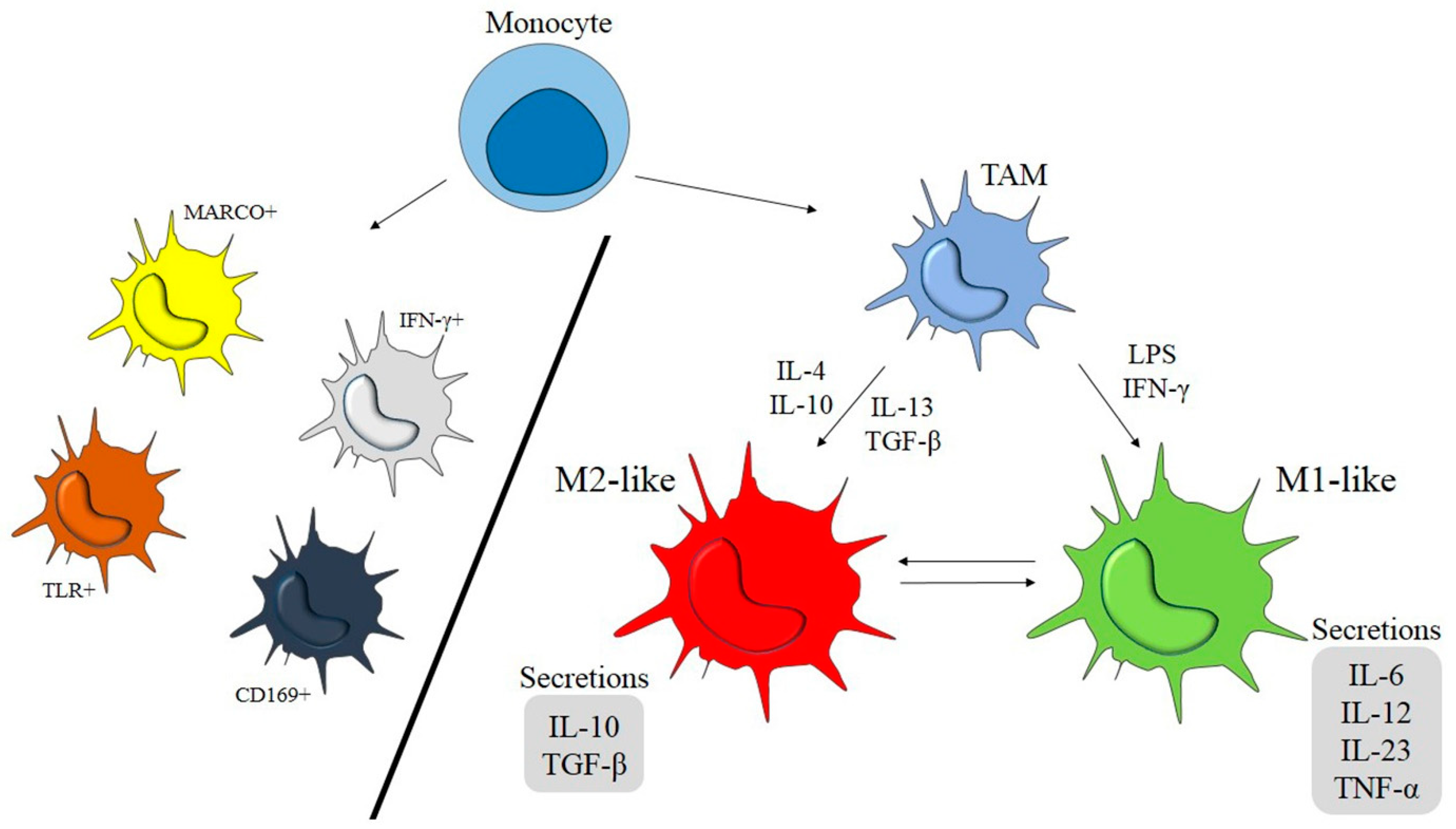 Ijms 22 07239 g001 550