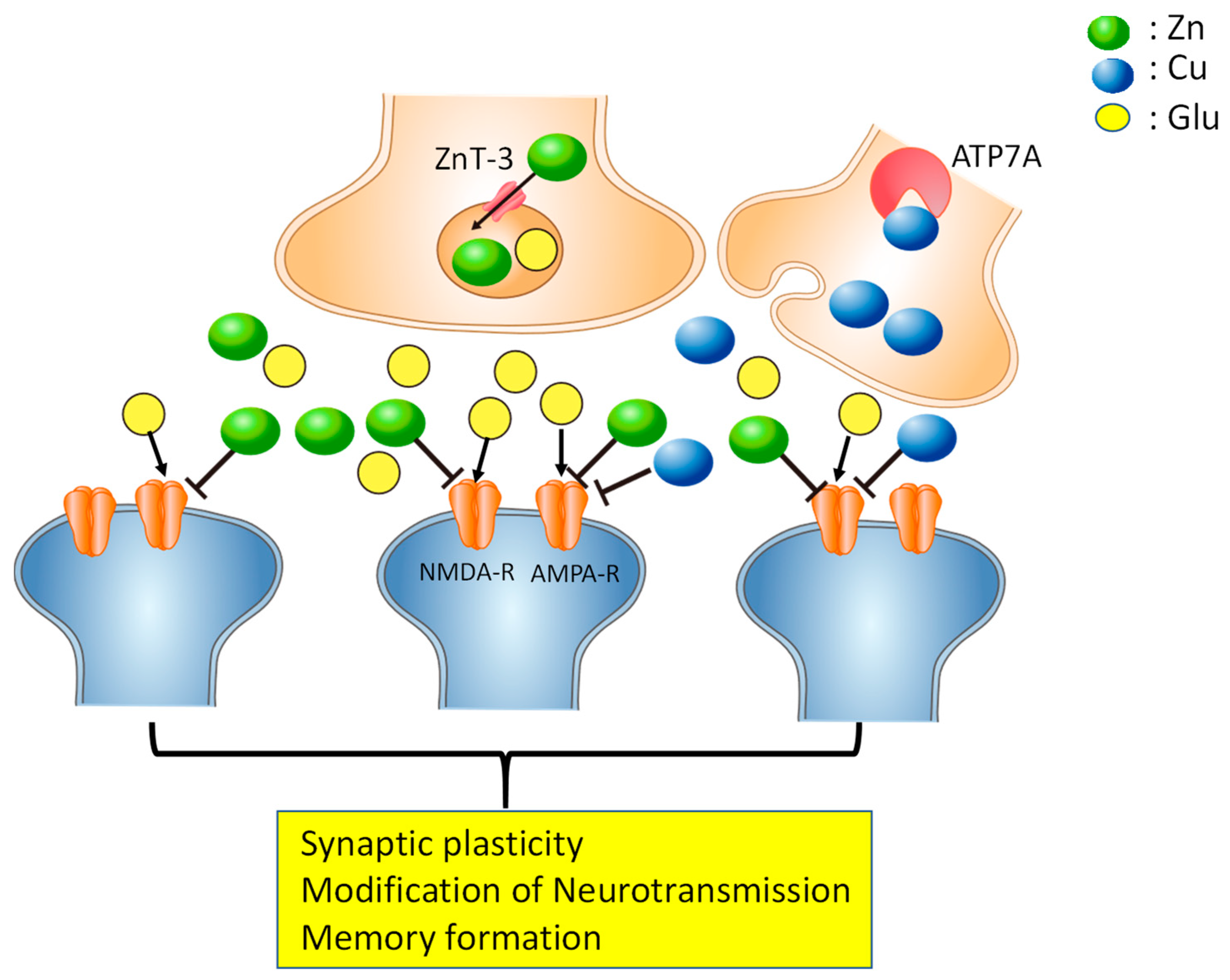 Ijms 22 07242 g001 Ijms 22 07242 g001