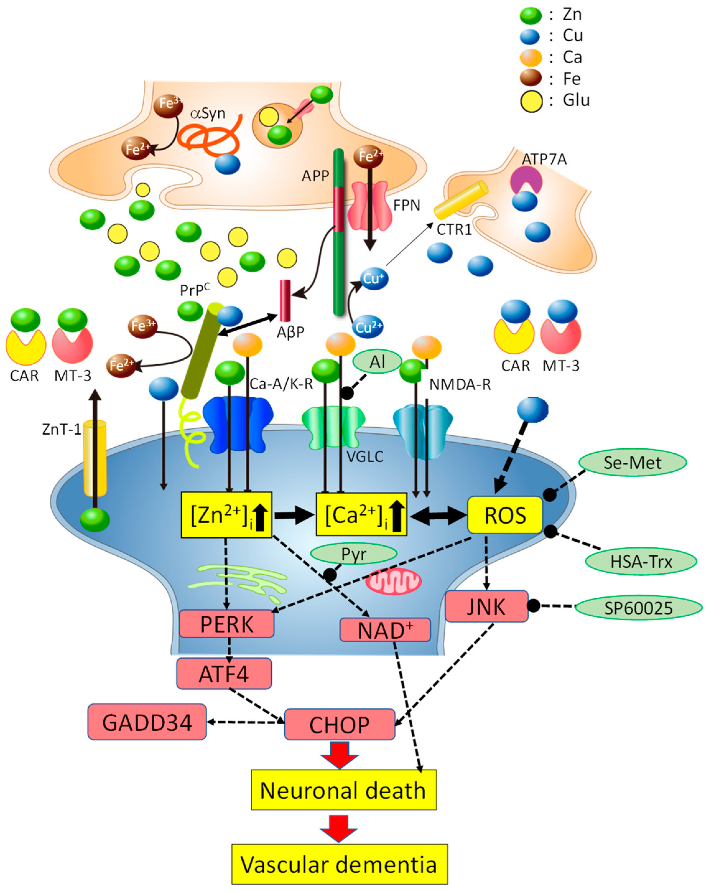 Ijms 22 07242 g003 Ijms 22 07242 g003
