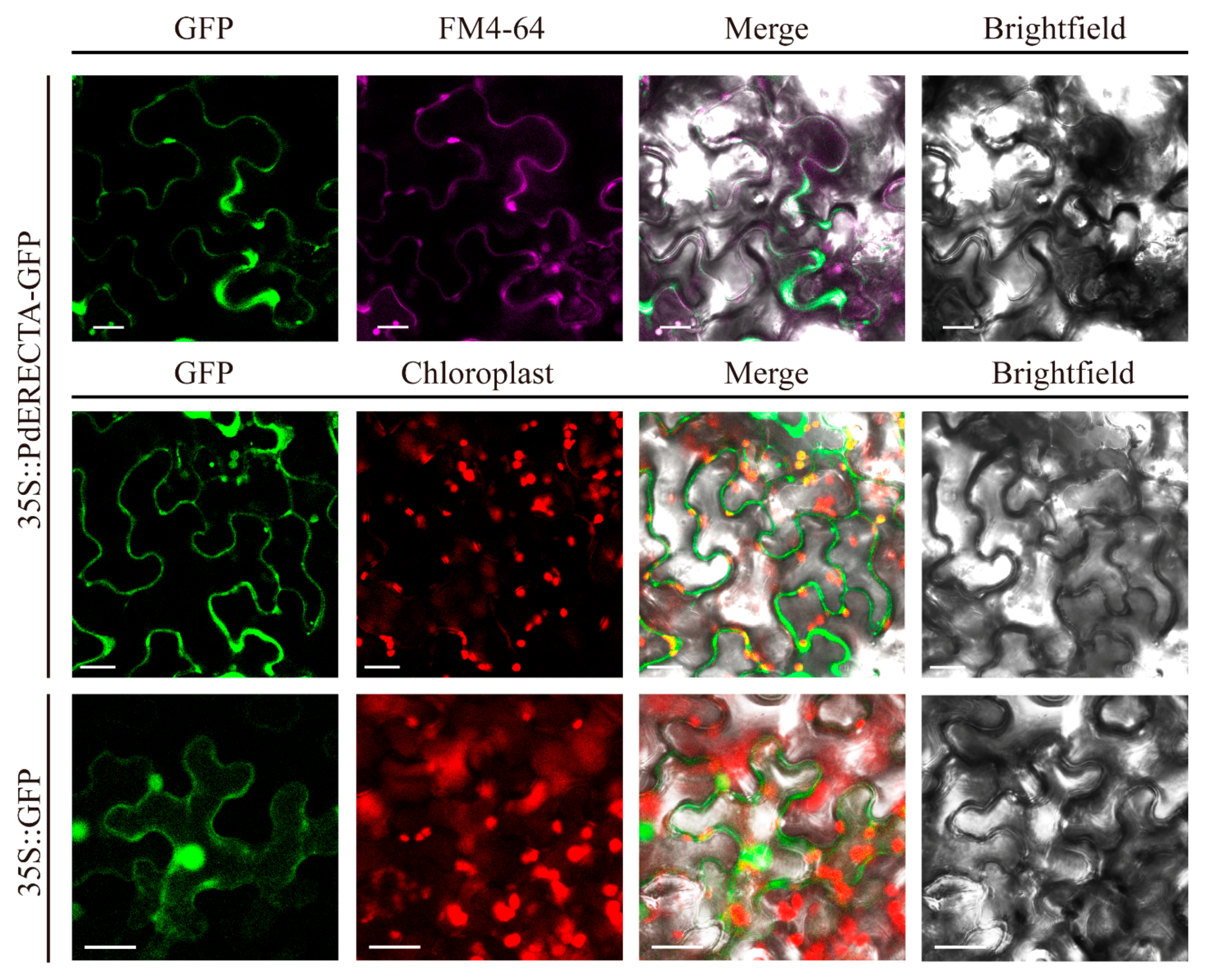 Ijms 22 07245 g001 550