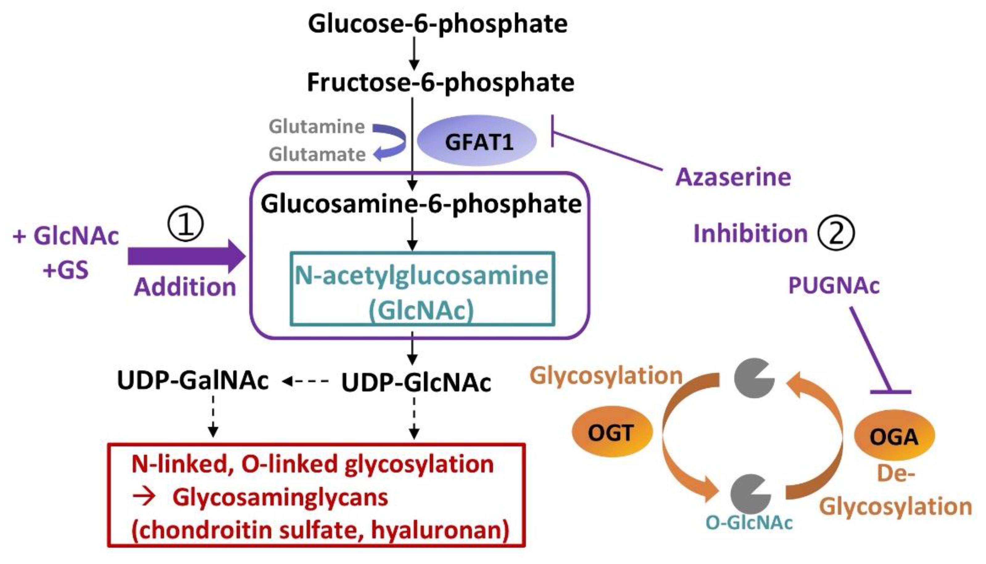 IJMS | Free Full-Text | The Hexosamine Biosynthetic Pathway as a ...