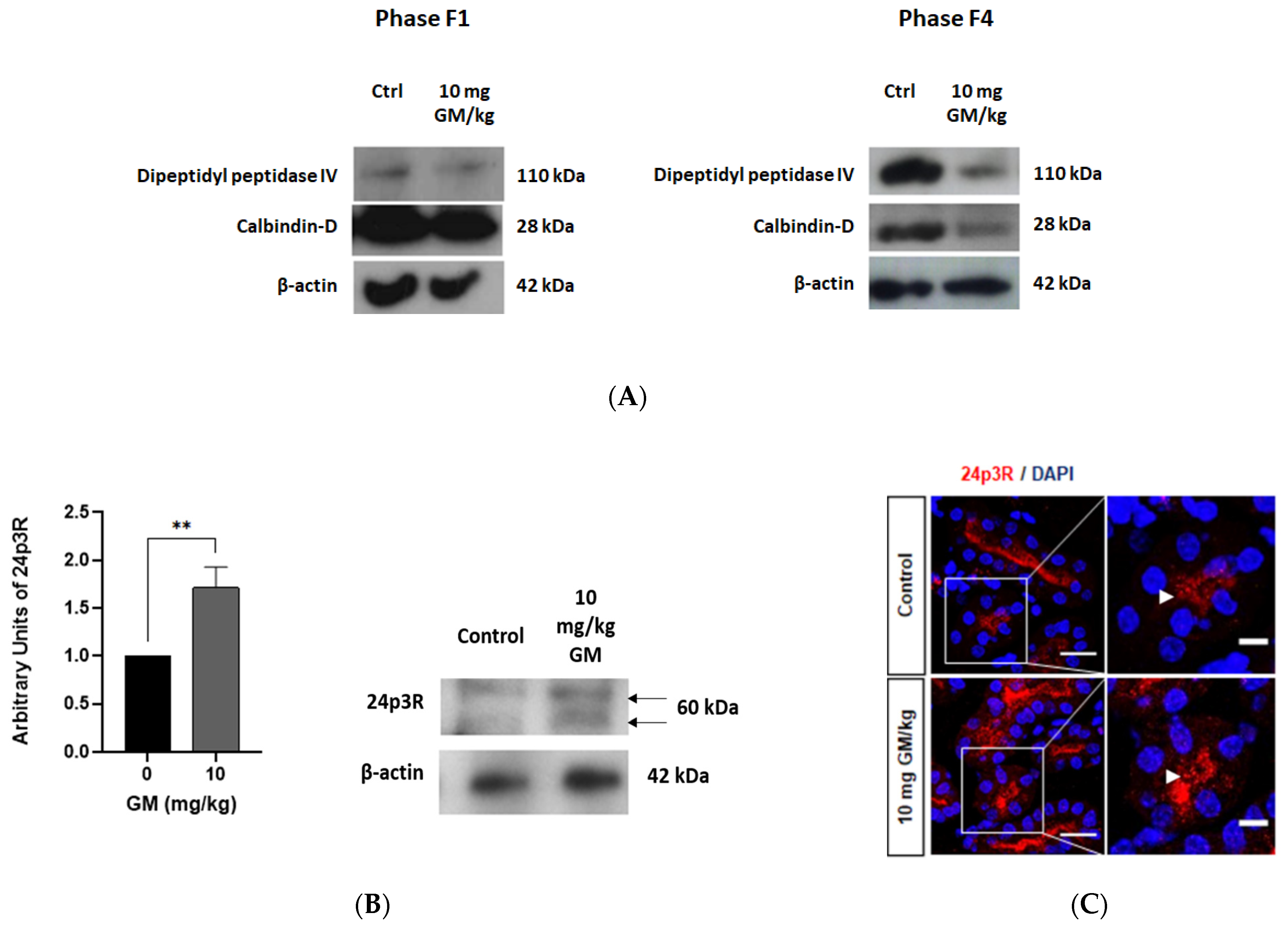 Ijms 22 07262 g008 550