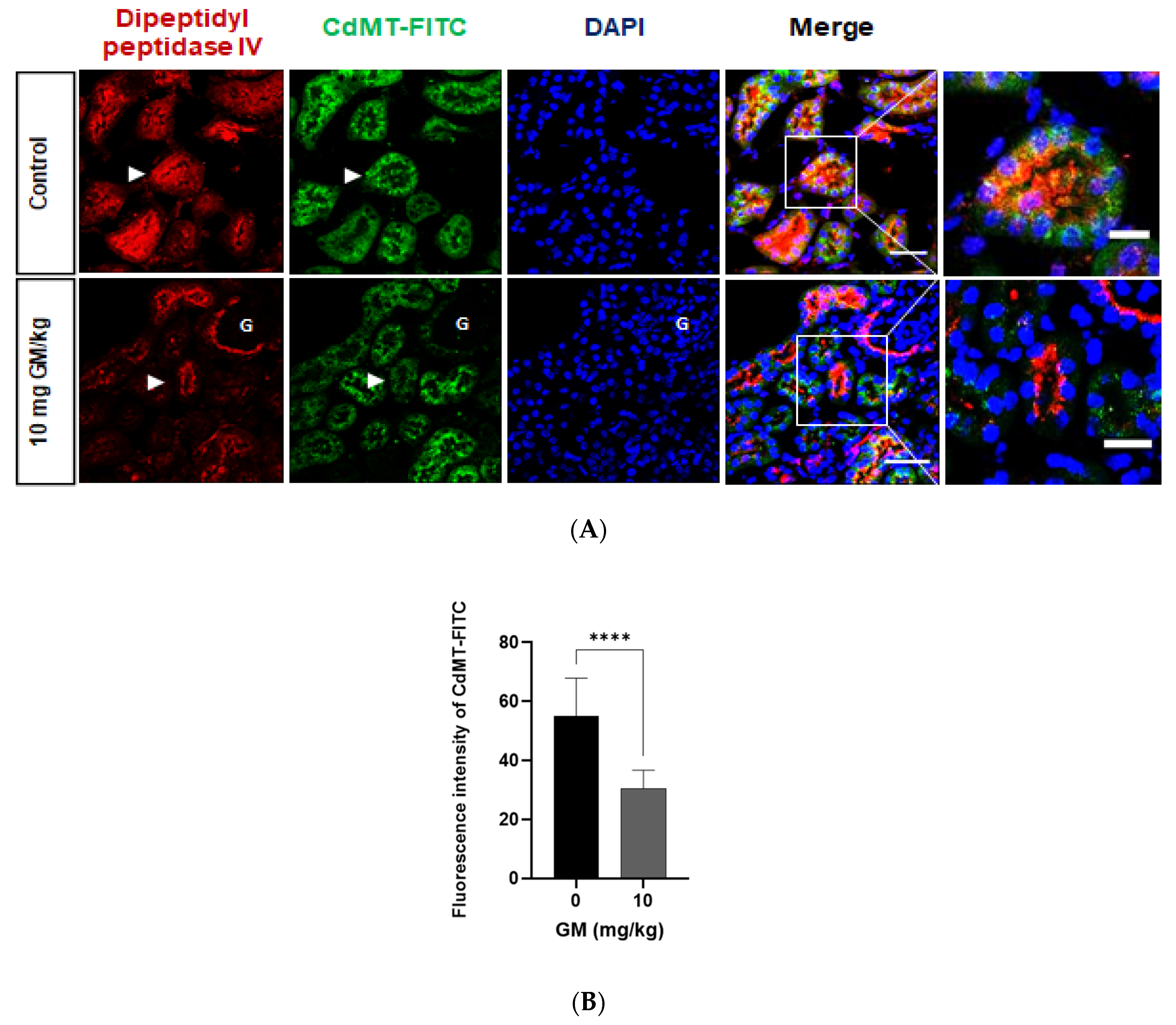 Ijms 22 07262 g009 550