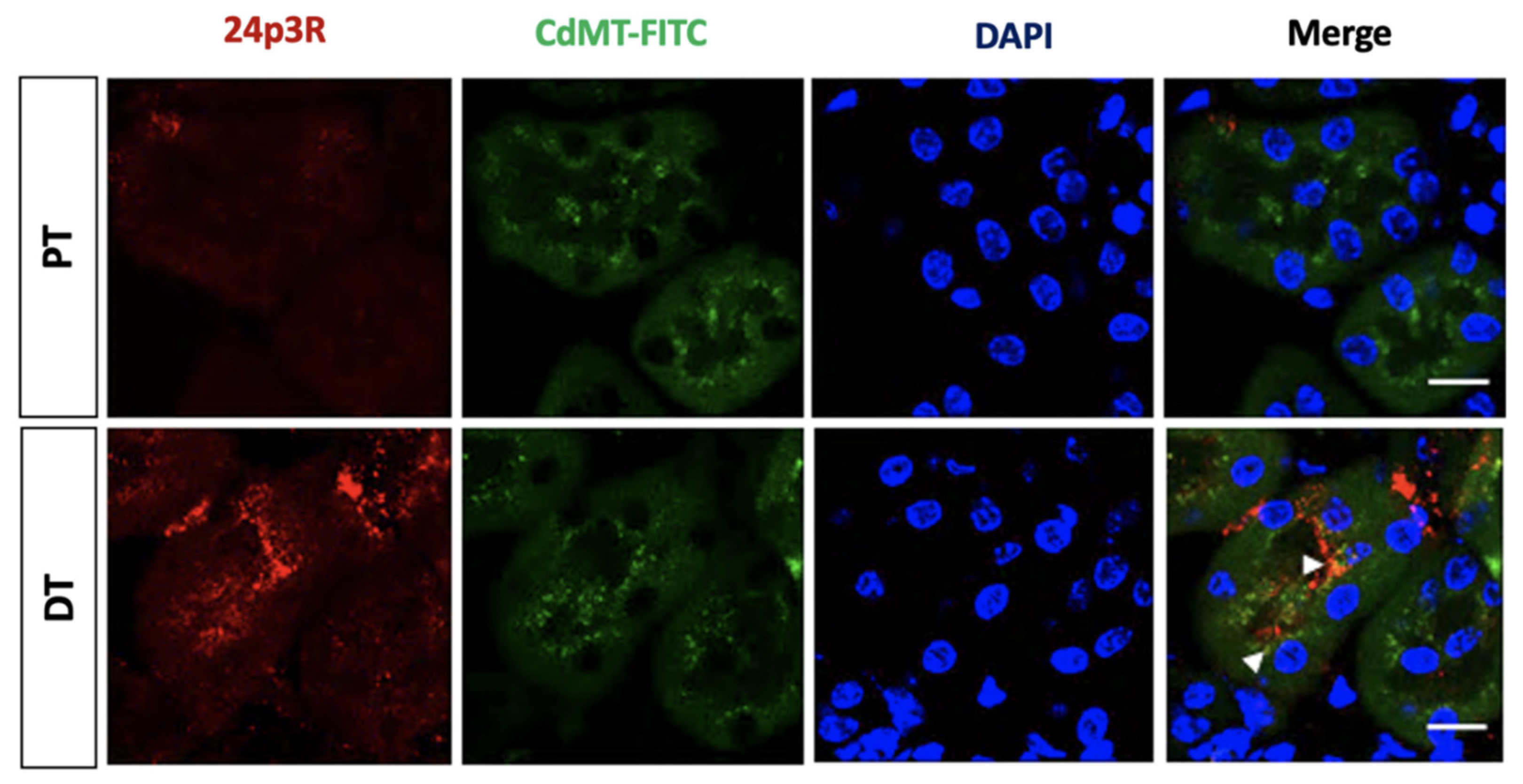 Ijms 22 07262 g010 550