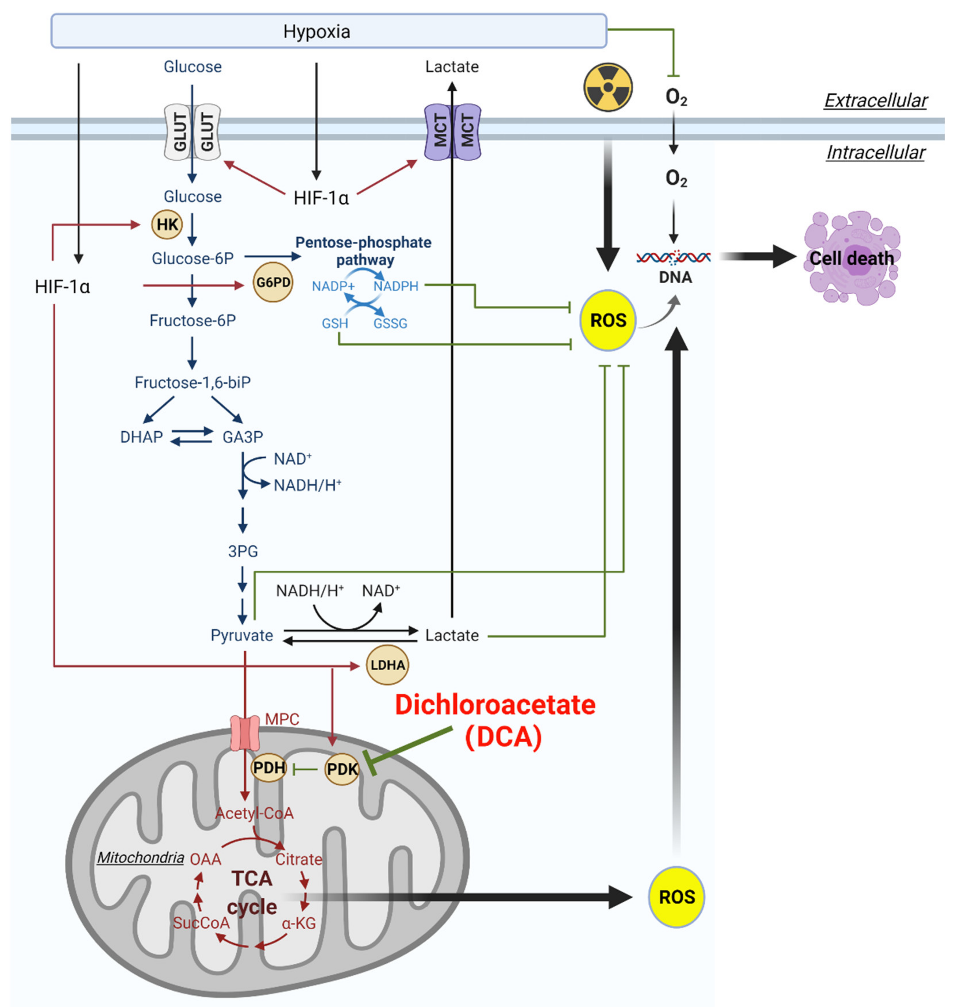 Ijms Free Full Text Targeting Glucose Metabolism Of Cancer Cells With Dichloroacetate To Radiosensitize High Grade Gliomas Html