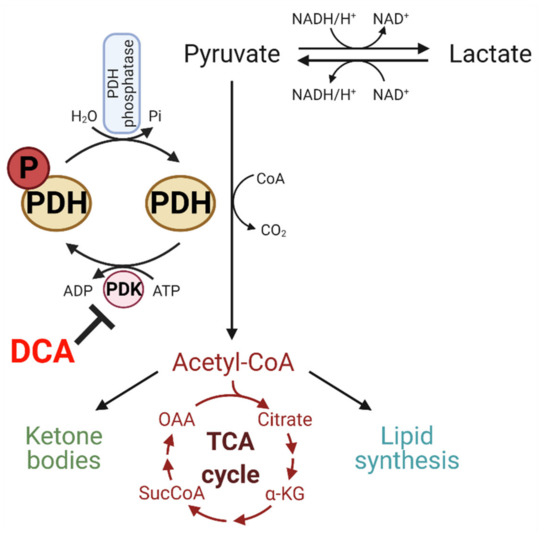 Targeting Glucose Metabolism of Cancer Cells with Dichloroacetate to Radiosensitize High-Grade Gliomas