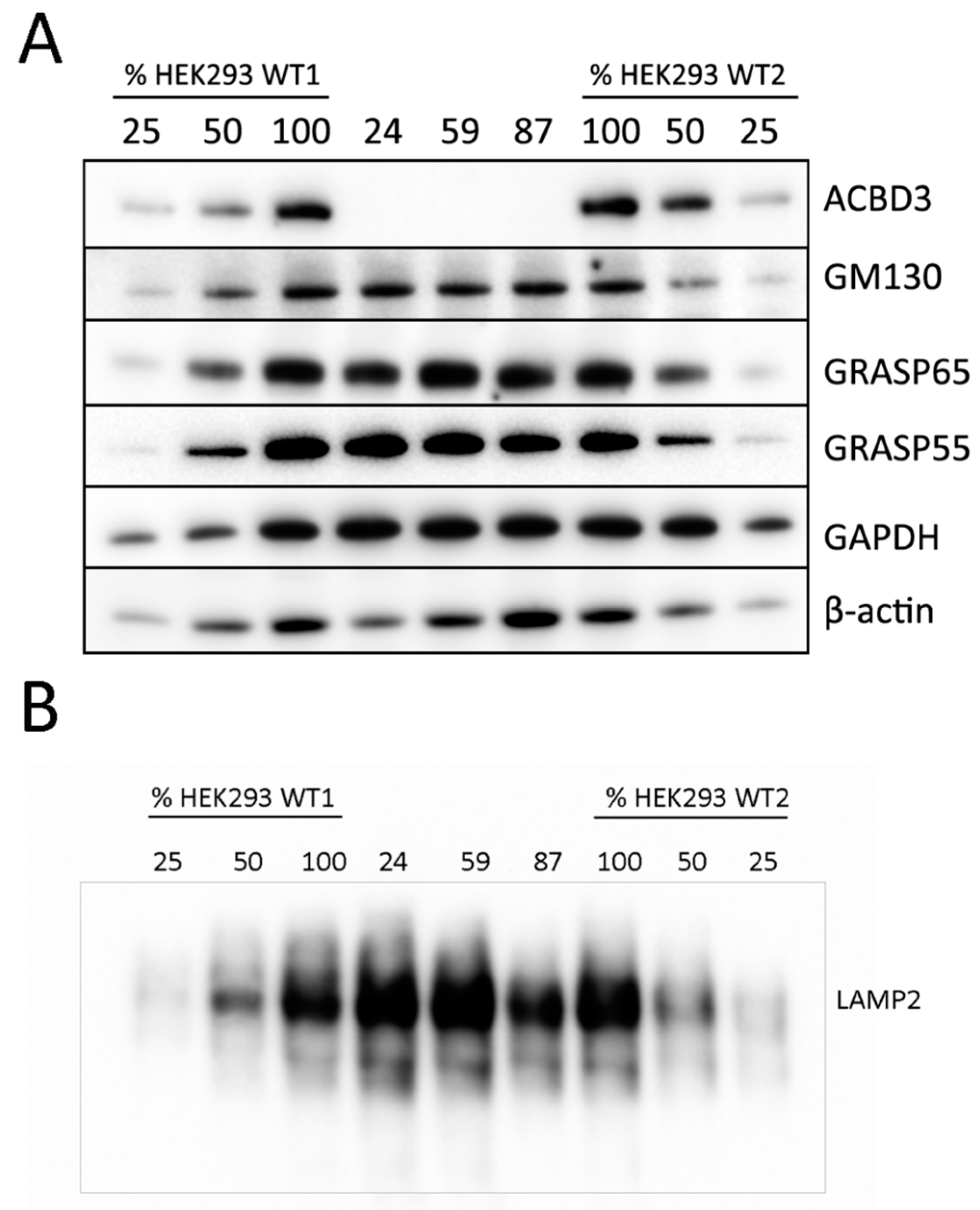 Ijms 22 07270 g0a2 550