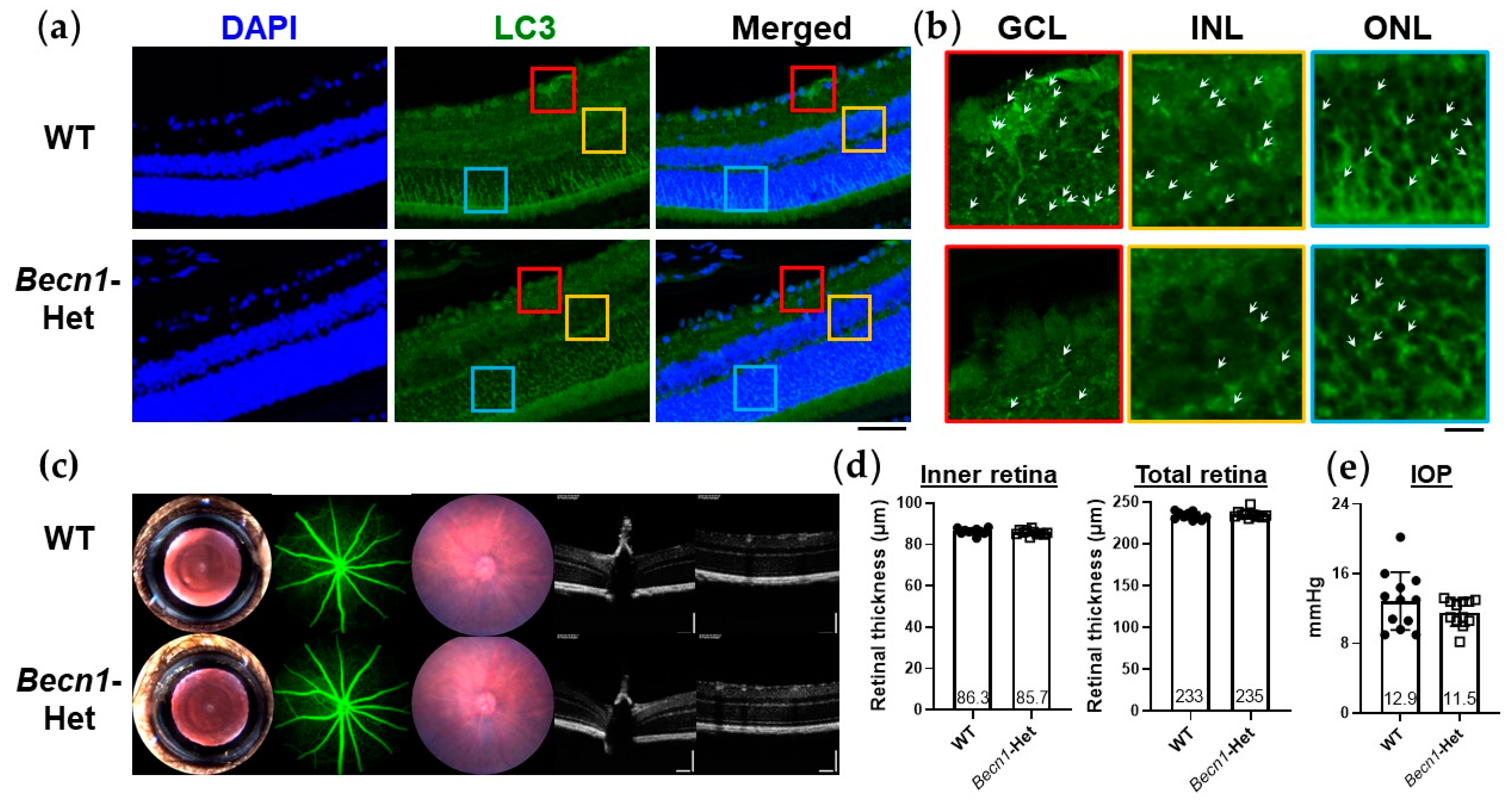 Ijms 22 07271 g002 Ijms 22 07271 g002