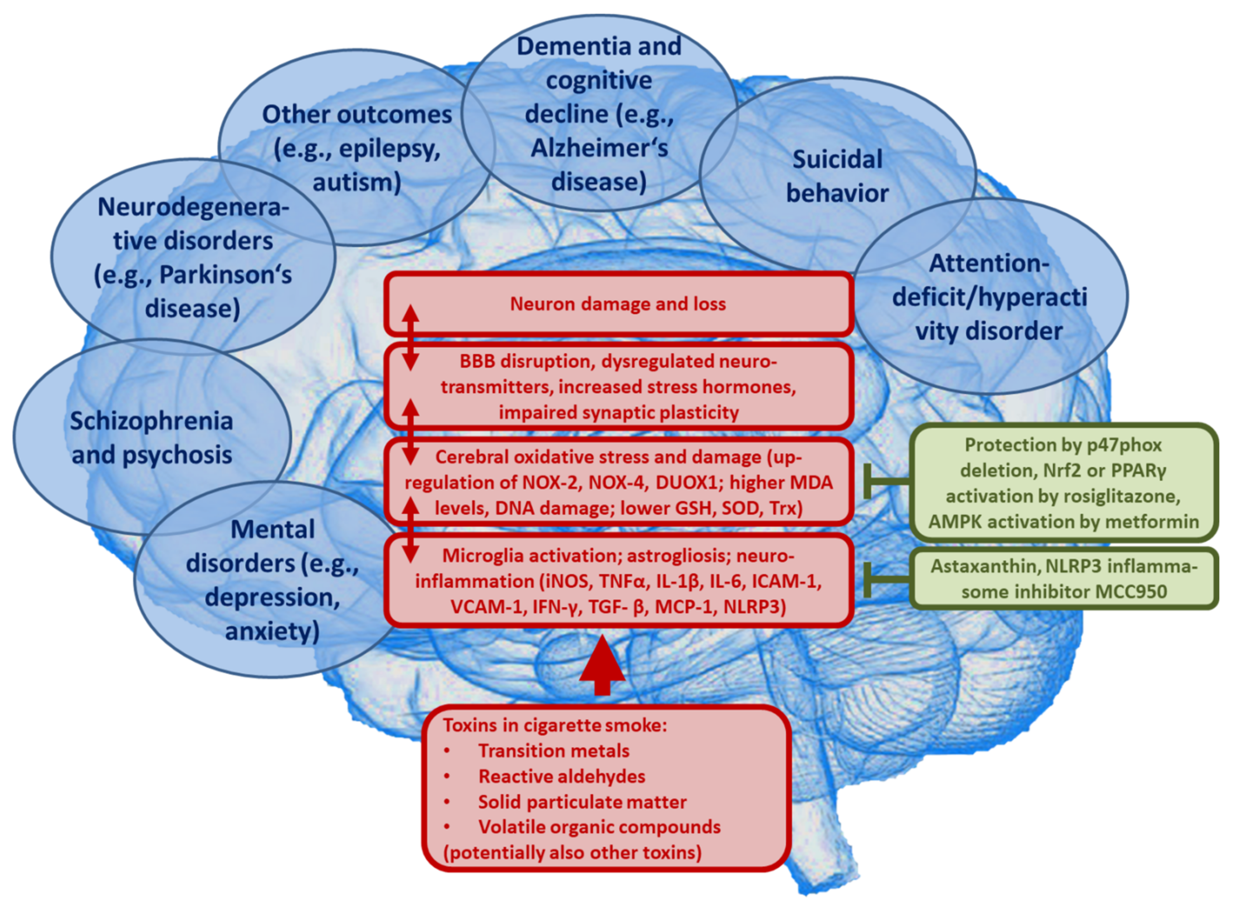 Ijms 22 07272 g005 550