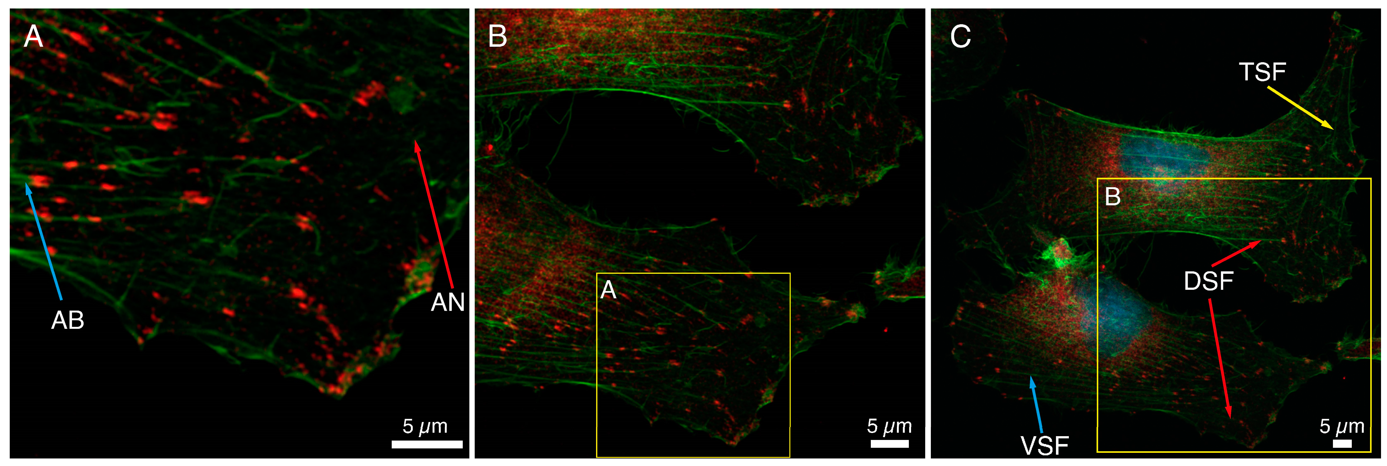 Ijms 22 07279 g001 550