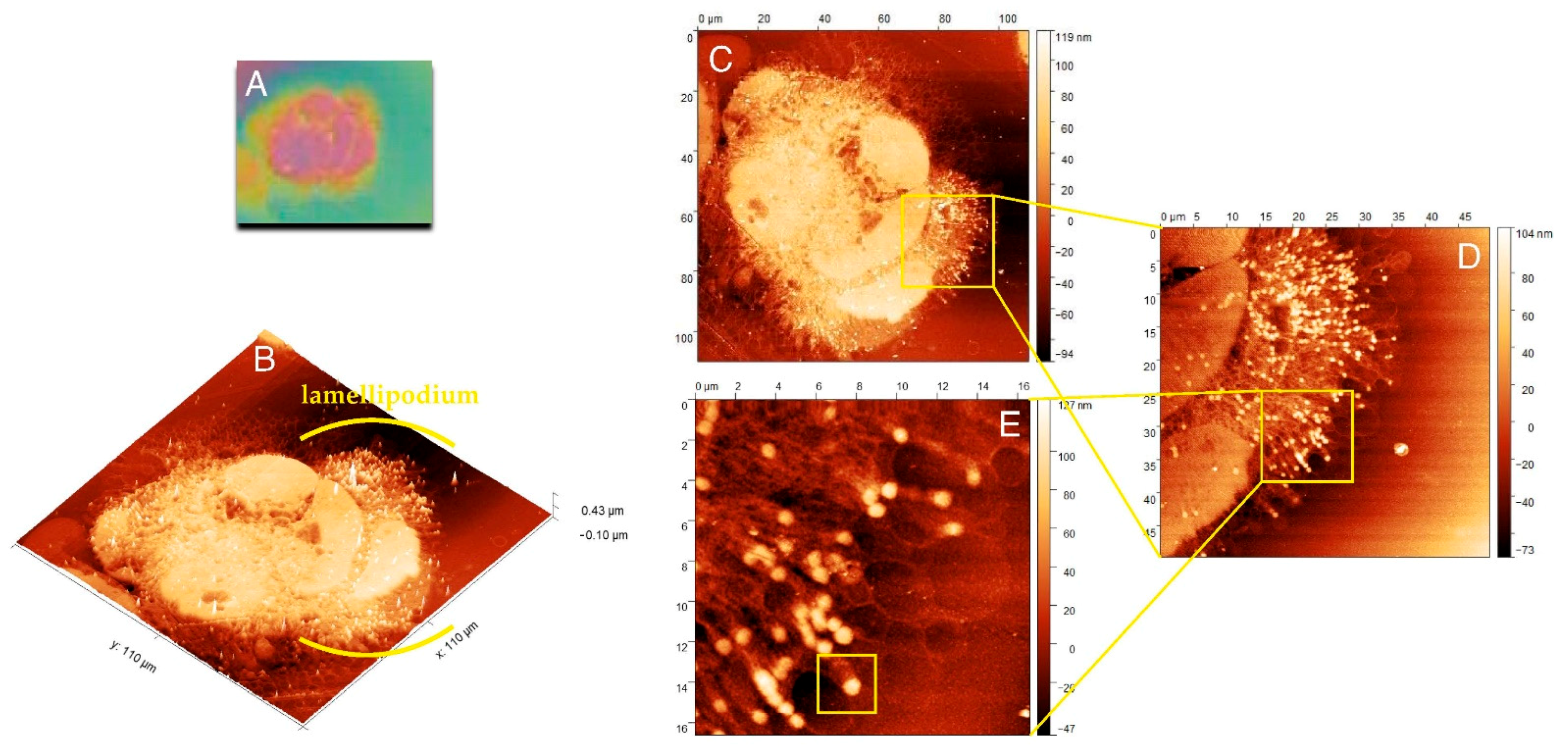 Ijms 22 07279 g002 550