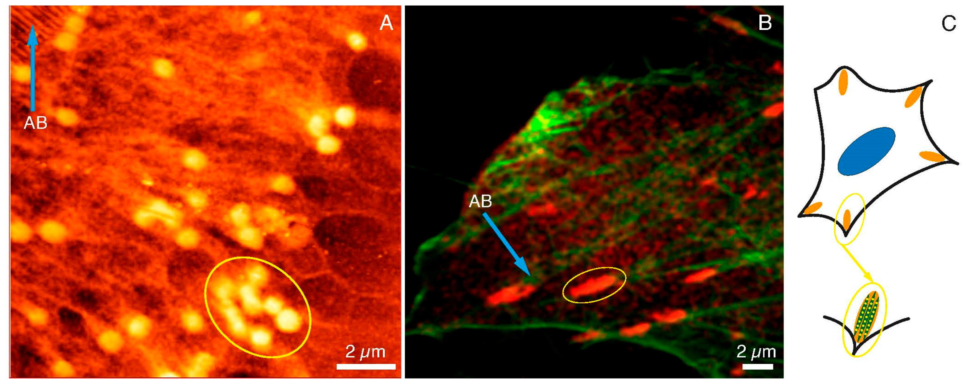 Ijms 22 07279 g003 550