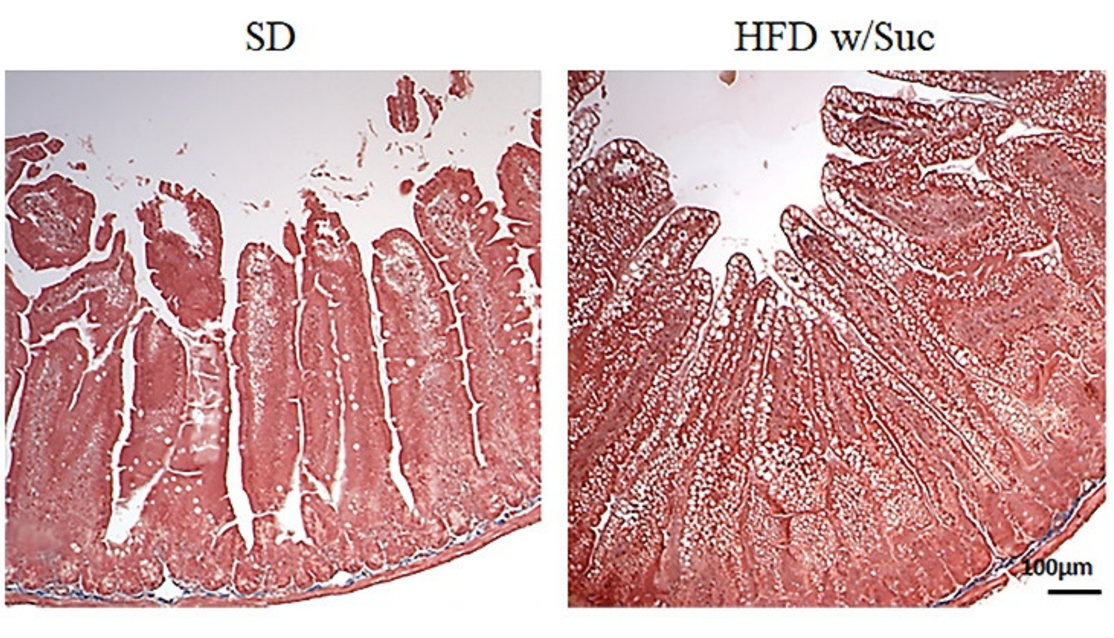 Ijms 22 07280 g003 550