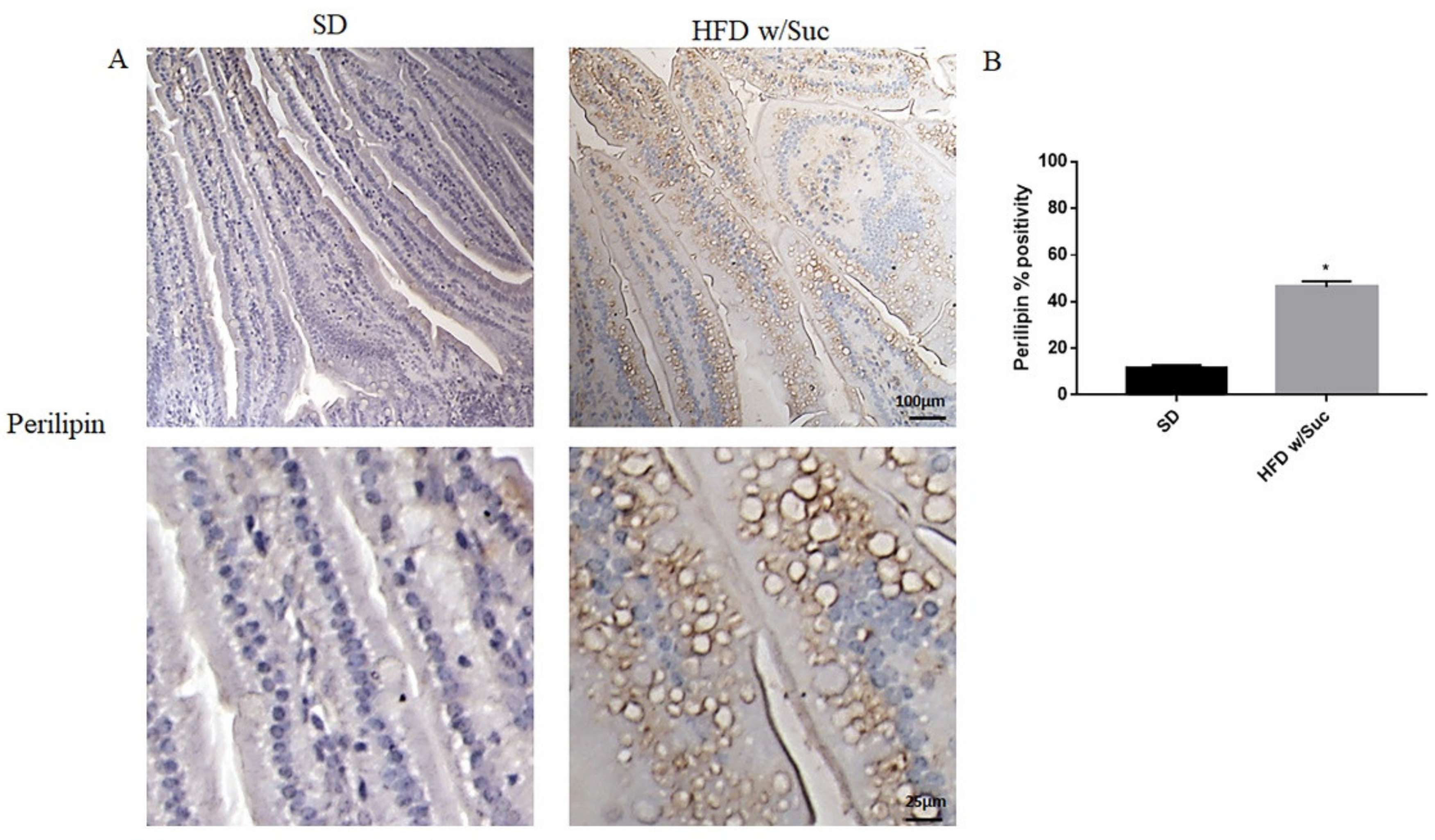 Ijms 22 07280 g004 550