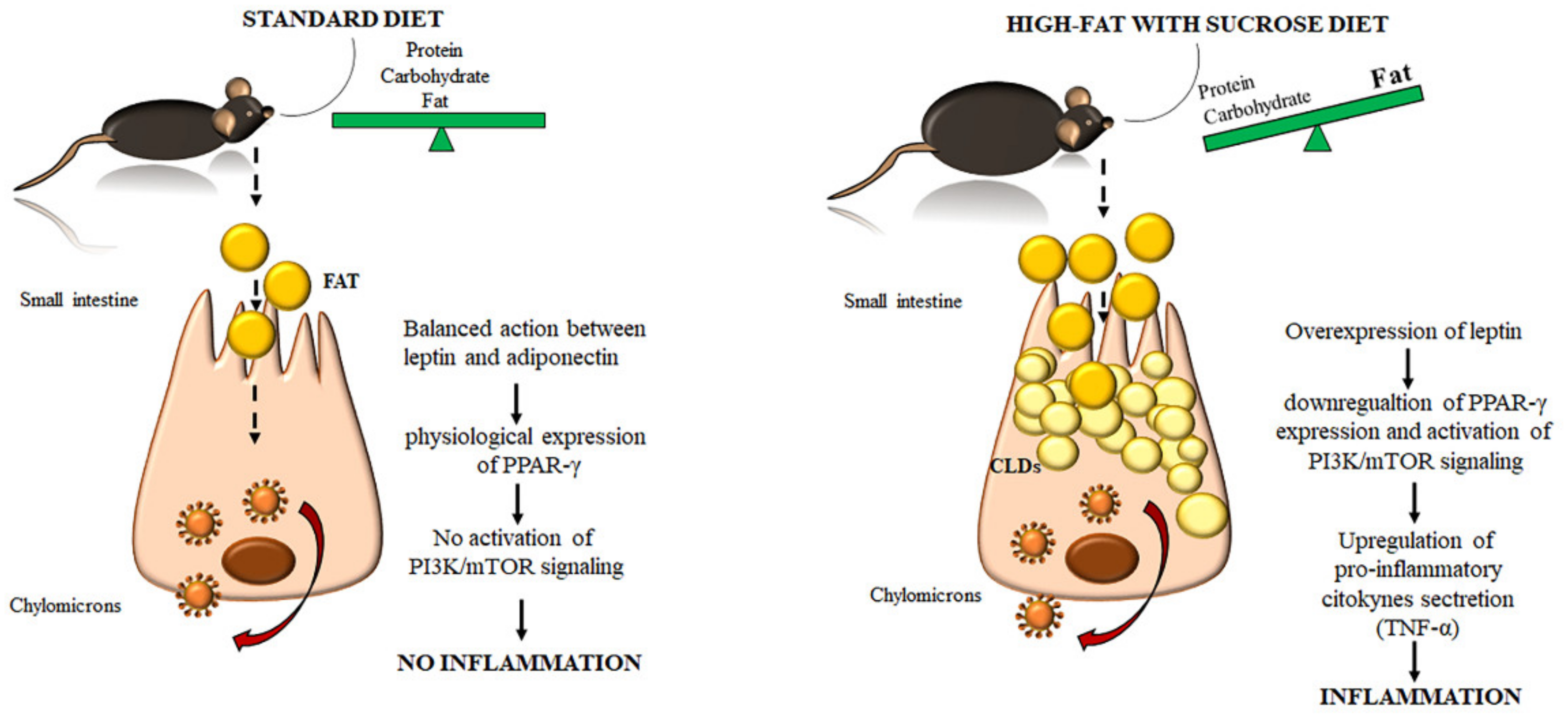 Ijms 22 07280 g011 550